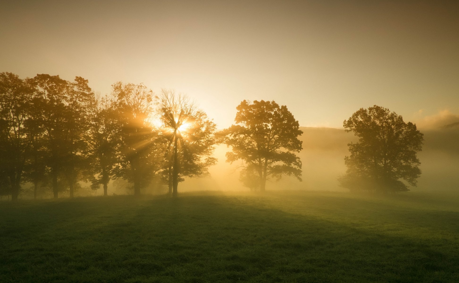 krajobraz natura drzewa drzewo liście listki zieleń trawa łąka piękno słońce promienie poranek świt tło tapeta panoramiczny pełny ekran panoramiczny panoramiczny