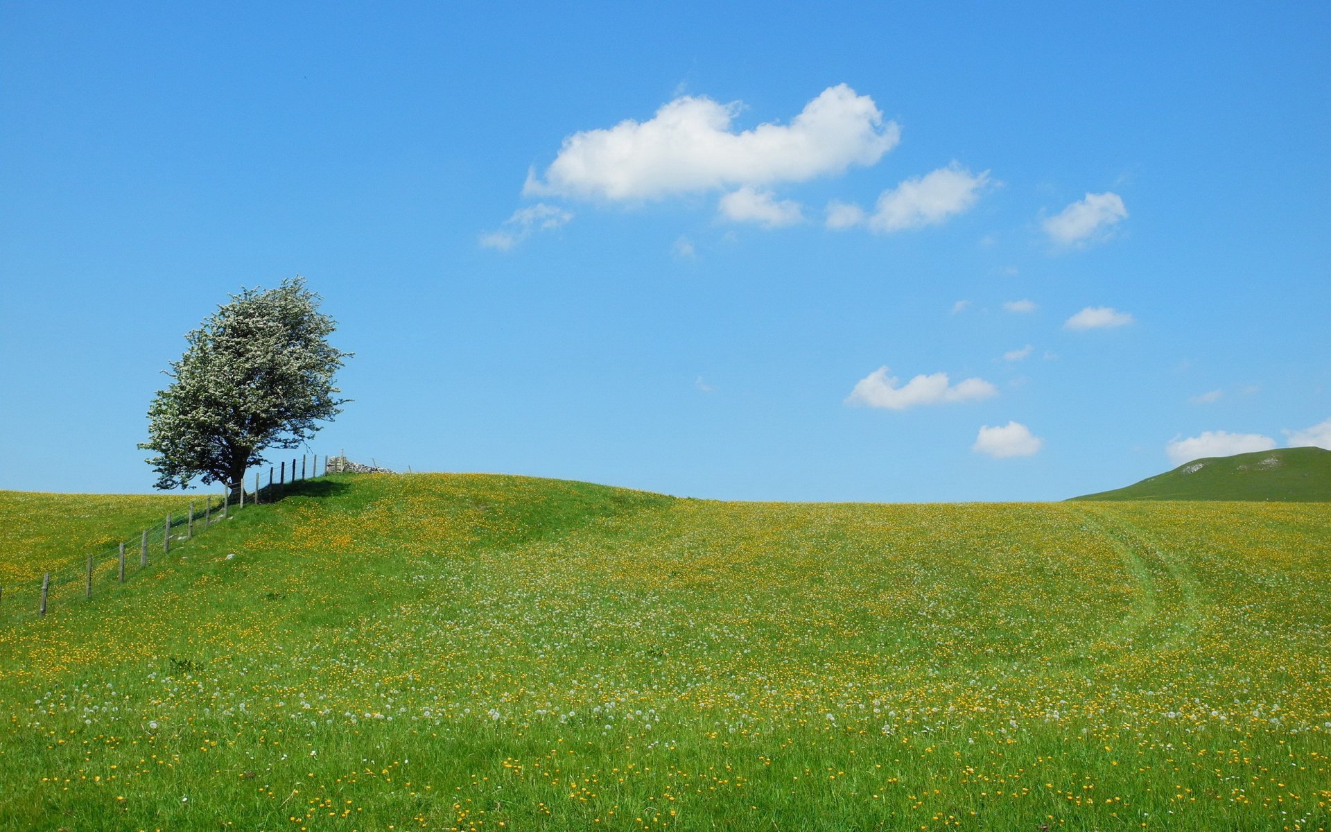 champ arbre clôture été nature paysage