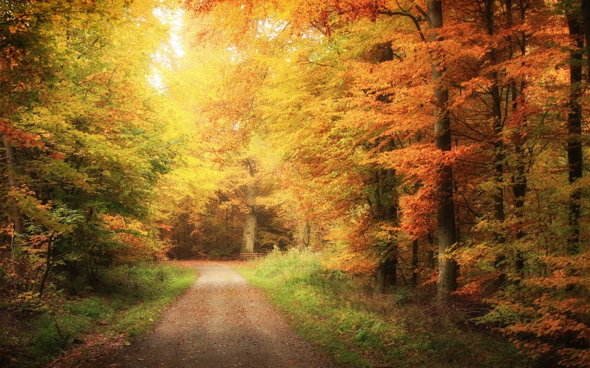 route forêt automne nature