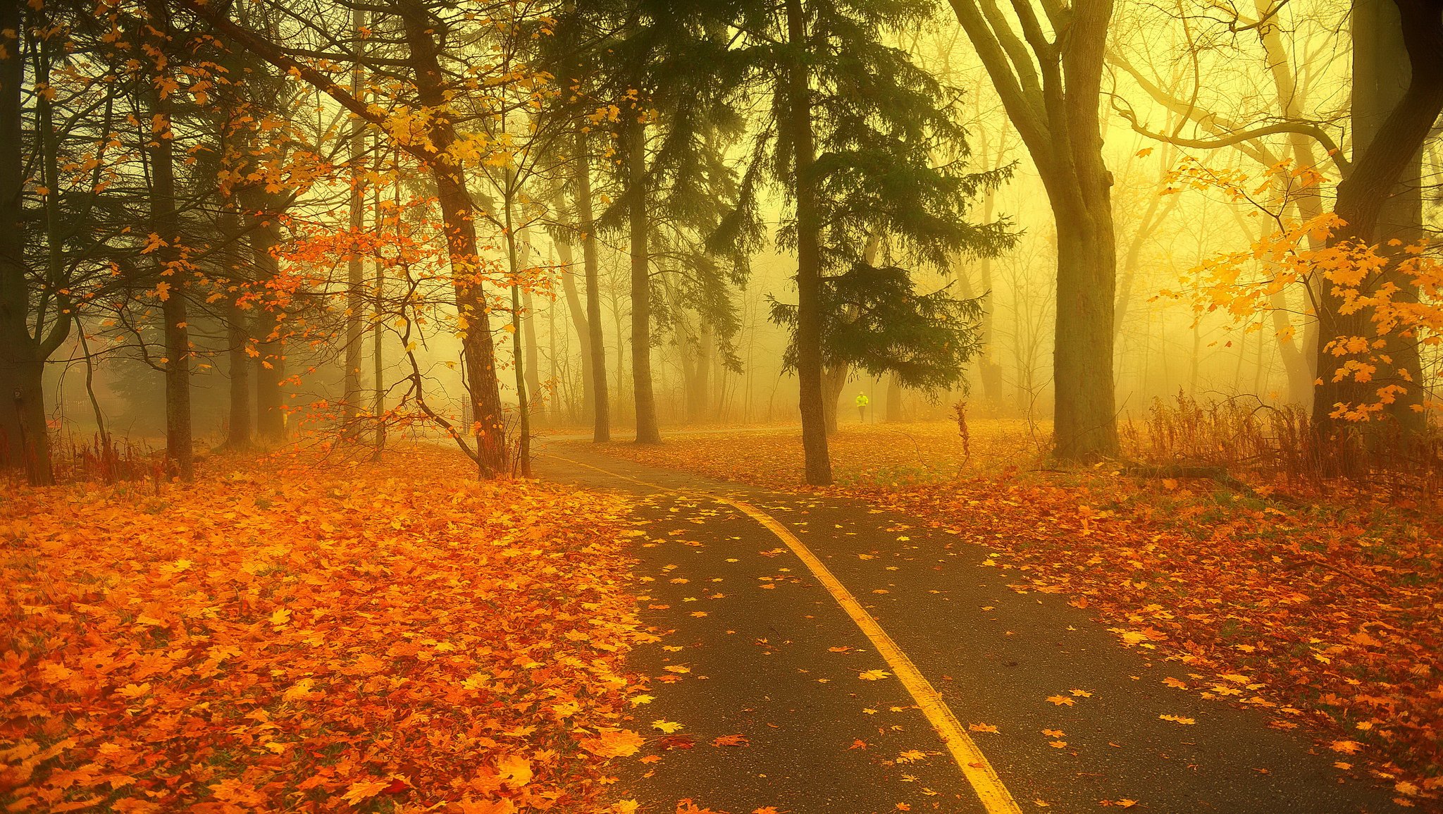 bosque carretera niebla otoño