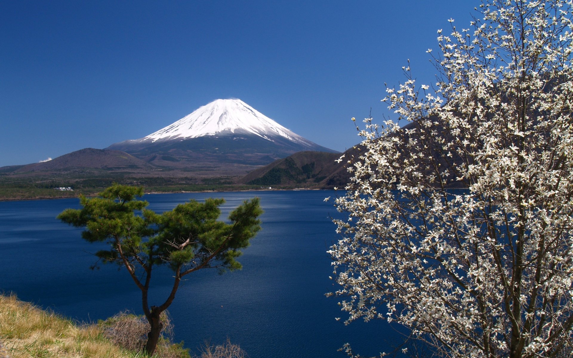 fuji mountain japan sakura sky