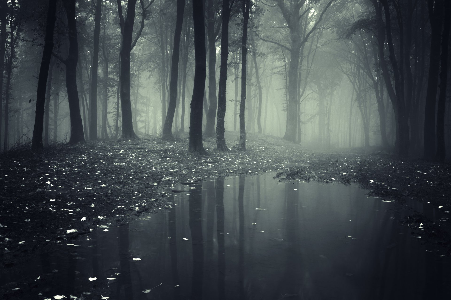 foresta profondo alberi raccapricciante natura paesaggio foglie nebbioso strada lago foresta profondo raccapricciante nebbioso strada lago