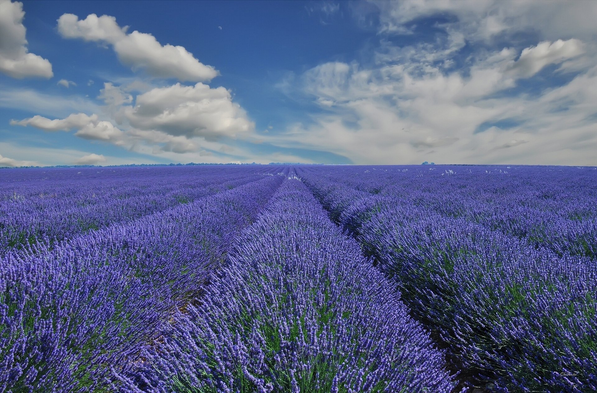 provence france lavender clouds the field