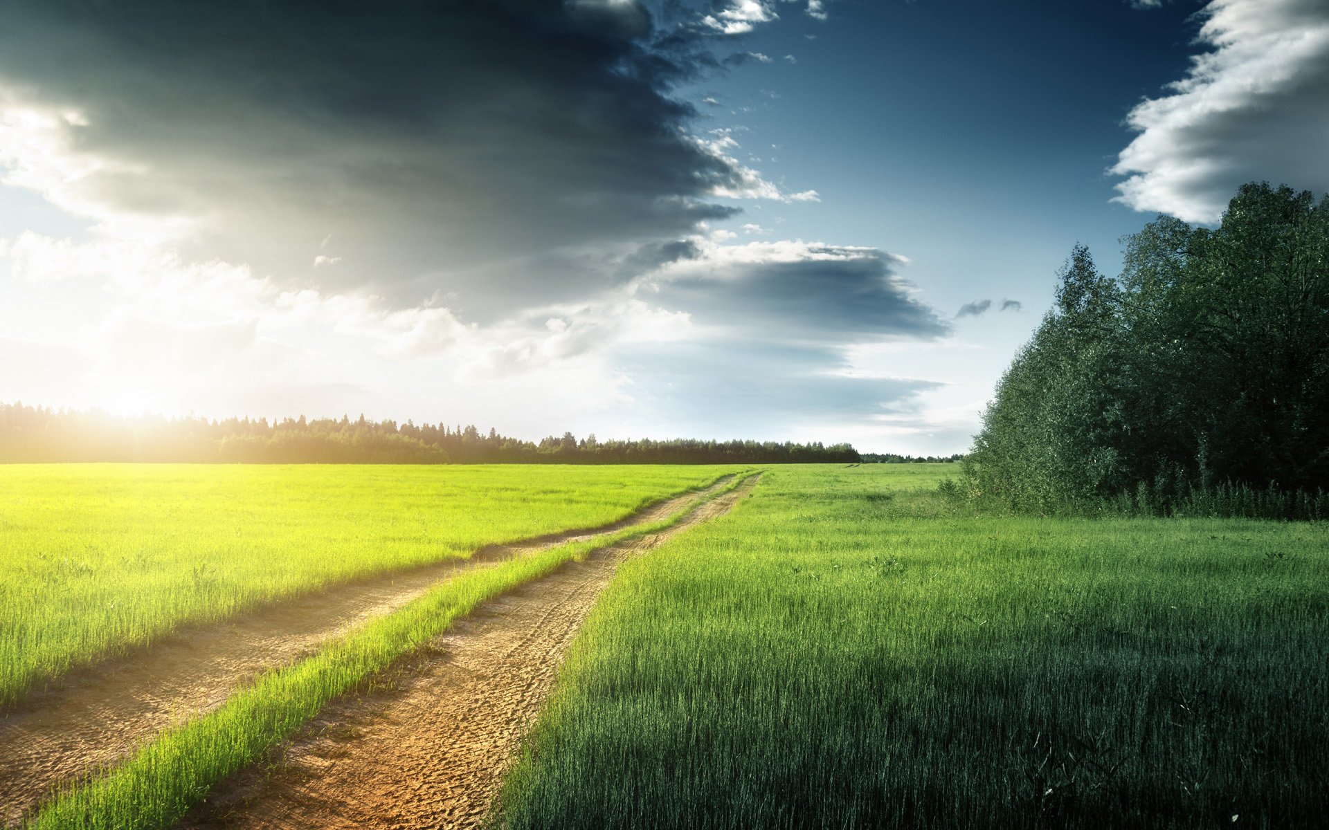 road forest tree the field grass traces cloud