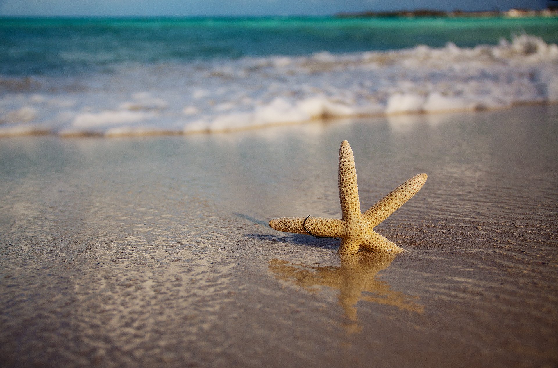 meer wellen strand sand seestern natur