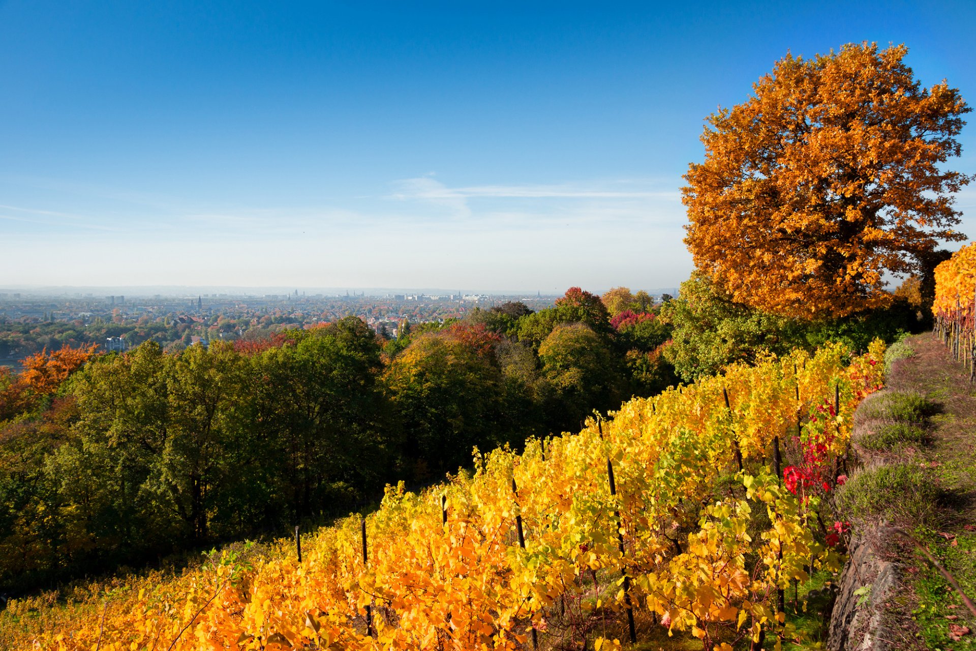 autumn nature tree vineyard leaves yellow green foliage hill sky town landscape dresden