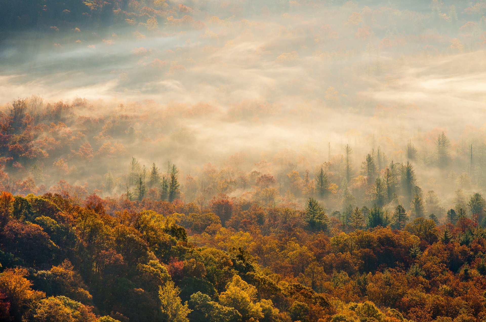 morning autumn fog forest