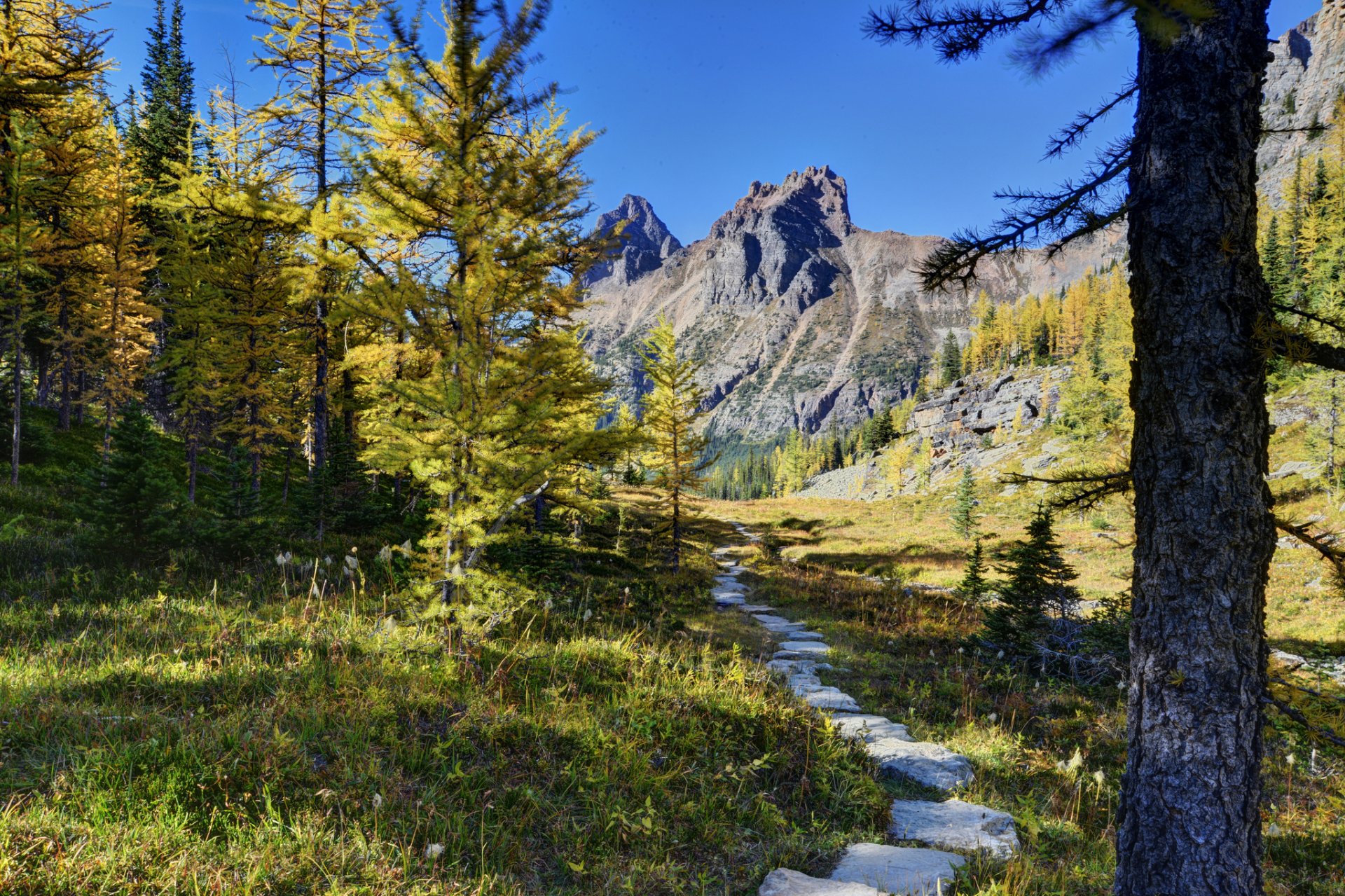 parque nacional de yoho canadá montañas árboles camino bosque