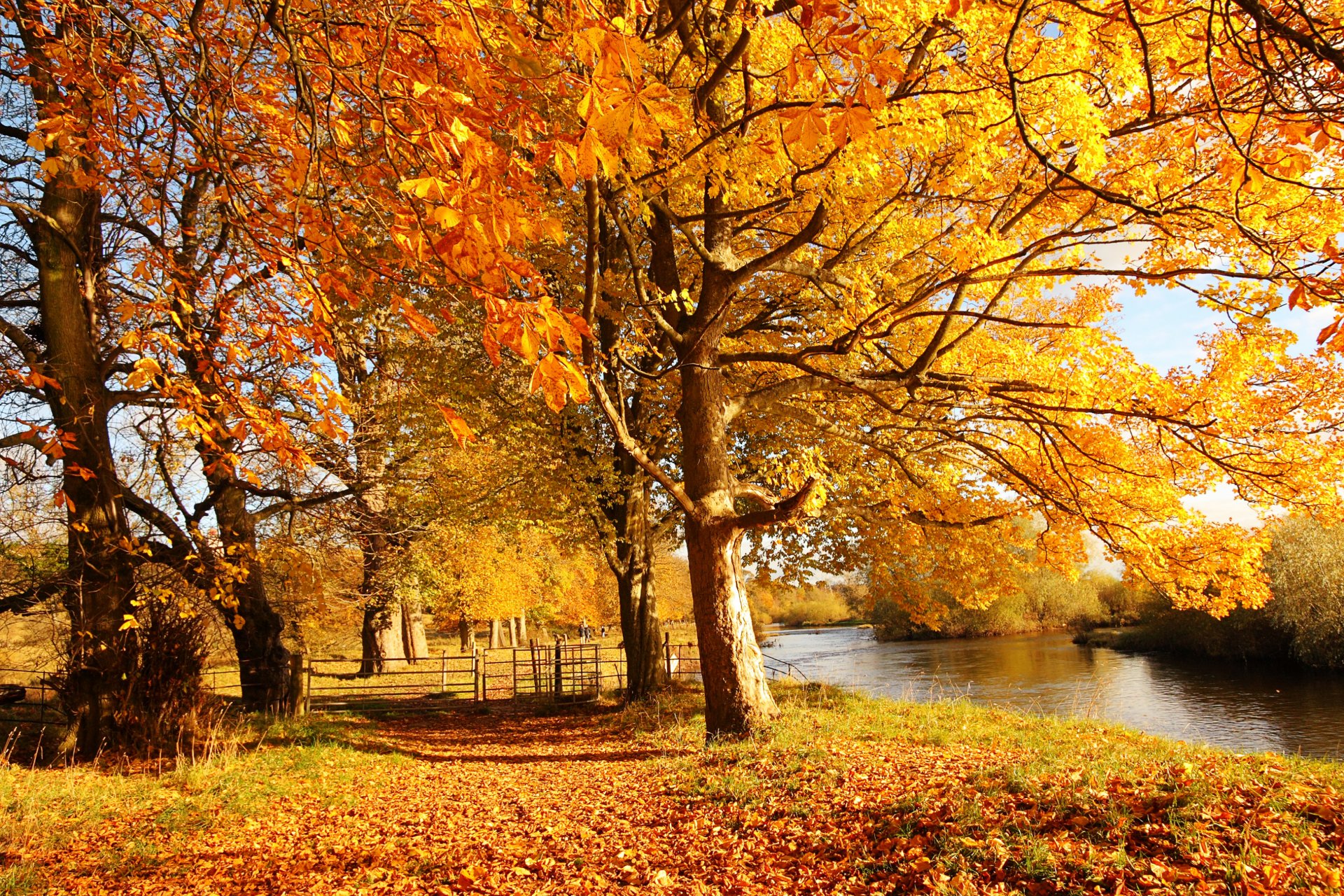 schottland motherwell motherwell stadt natur wald herbst bäume blätter gelb zaun zaun fluss clyde wasser sonne licht