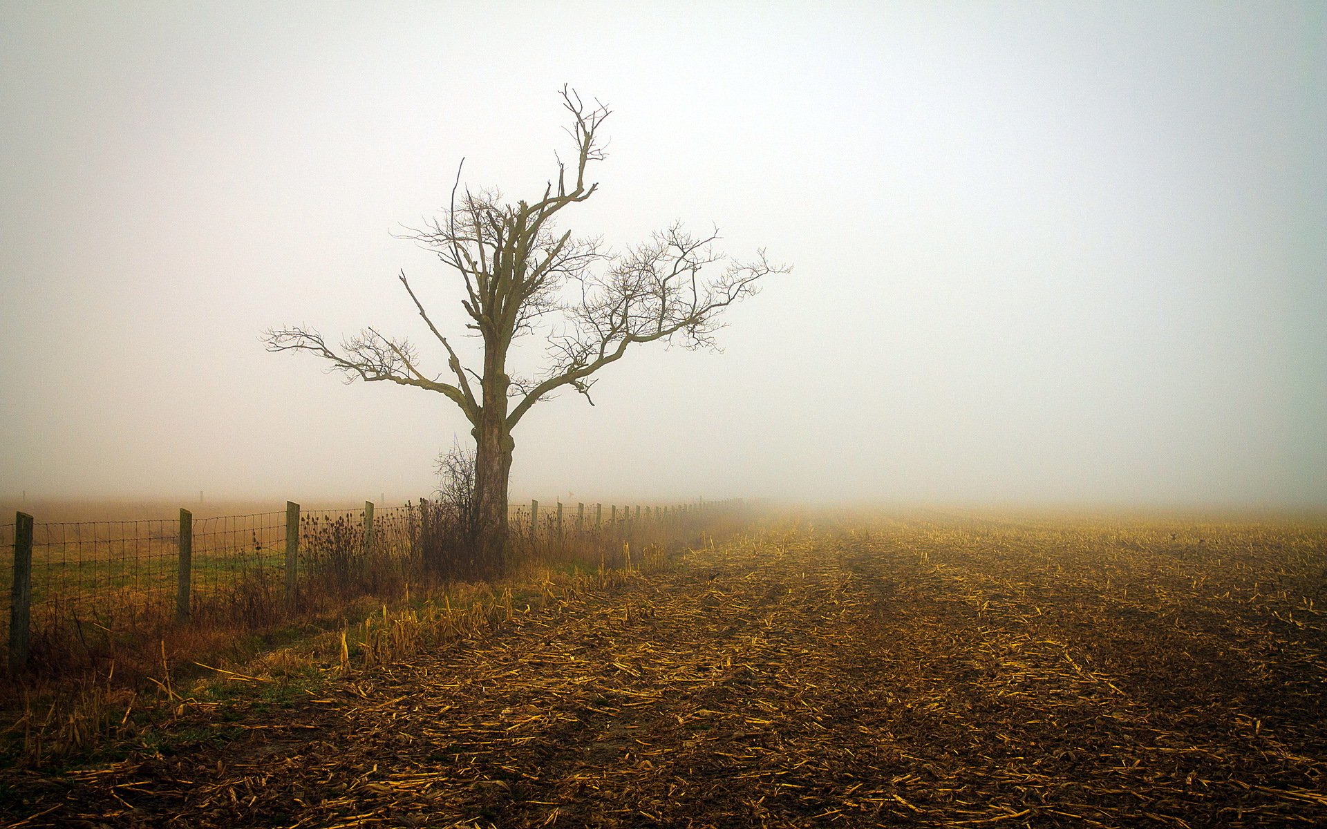 morgen feld nebel landschaft