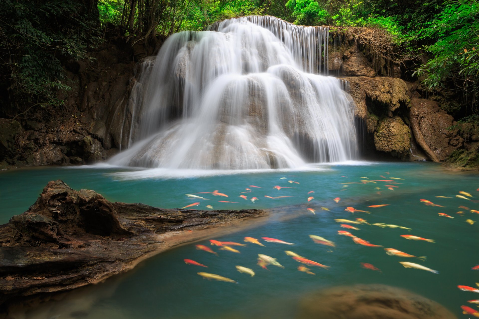 cascata mare lago foresta profonda alberi cielo nuvole paesaggio natura foglie fogliame pesce lago fitte foreste bello fantasia fogliame pesce