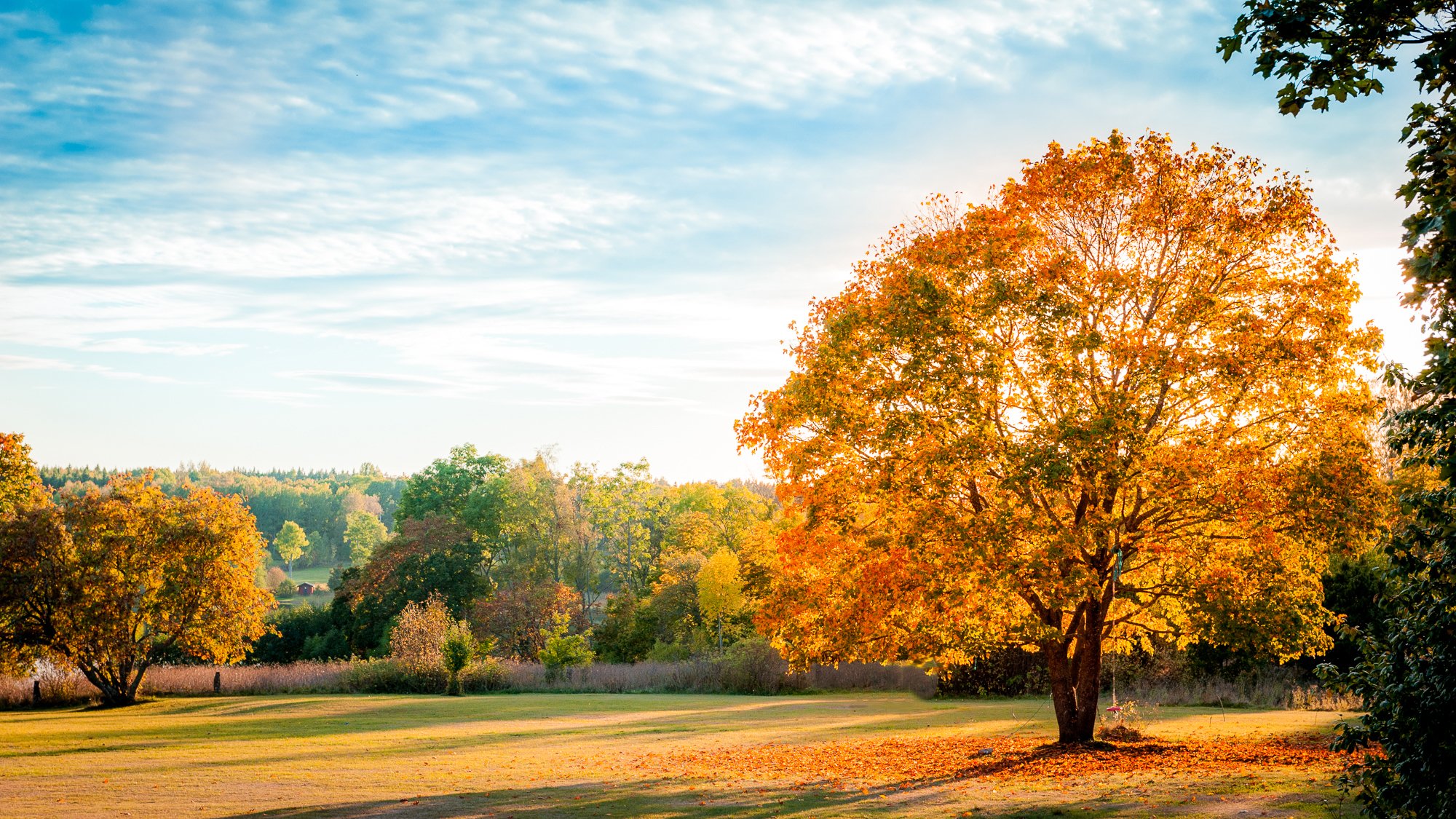 paesaggio natura autunno alberi foglie giallo ombra cielo blu