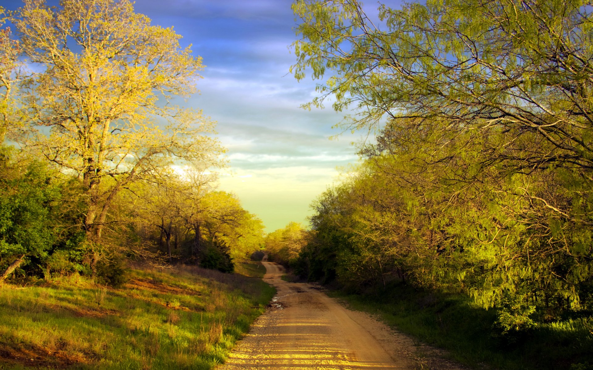 straße sommer bäume landschaft