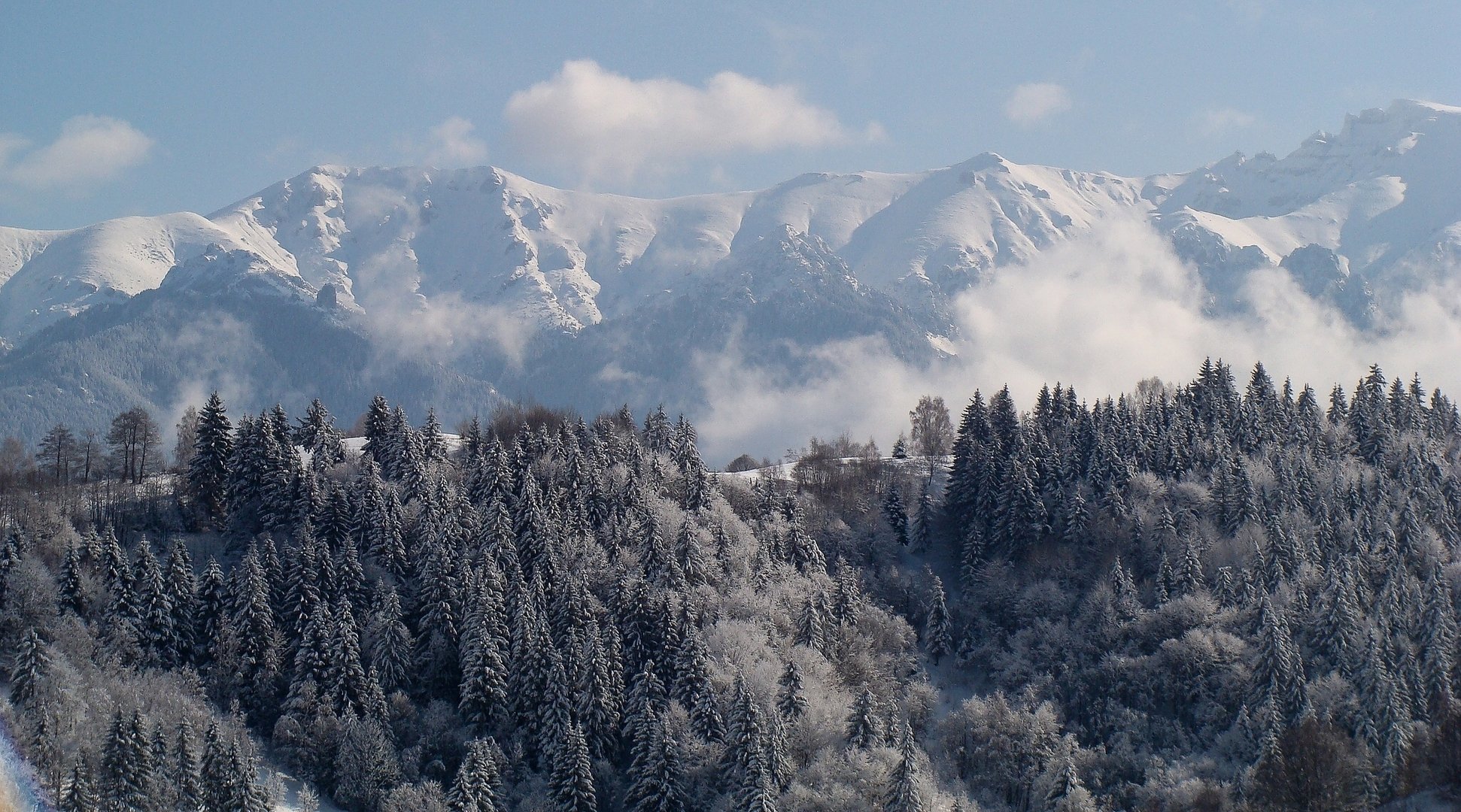 transylvania romania carpathian mountains mountain forest spruce winter