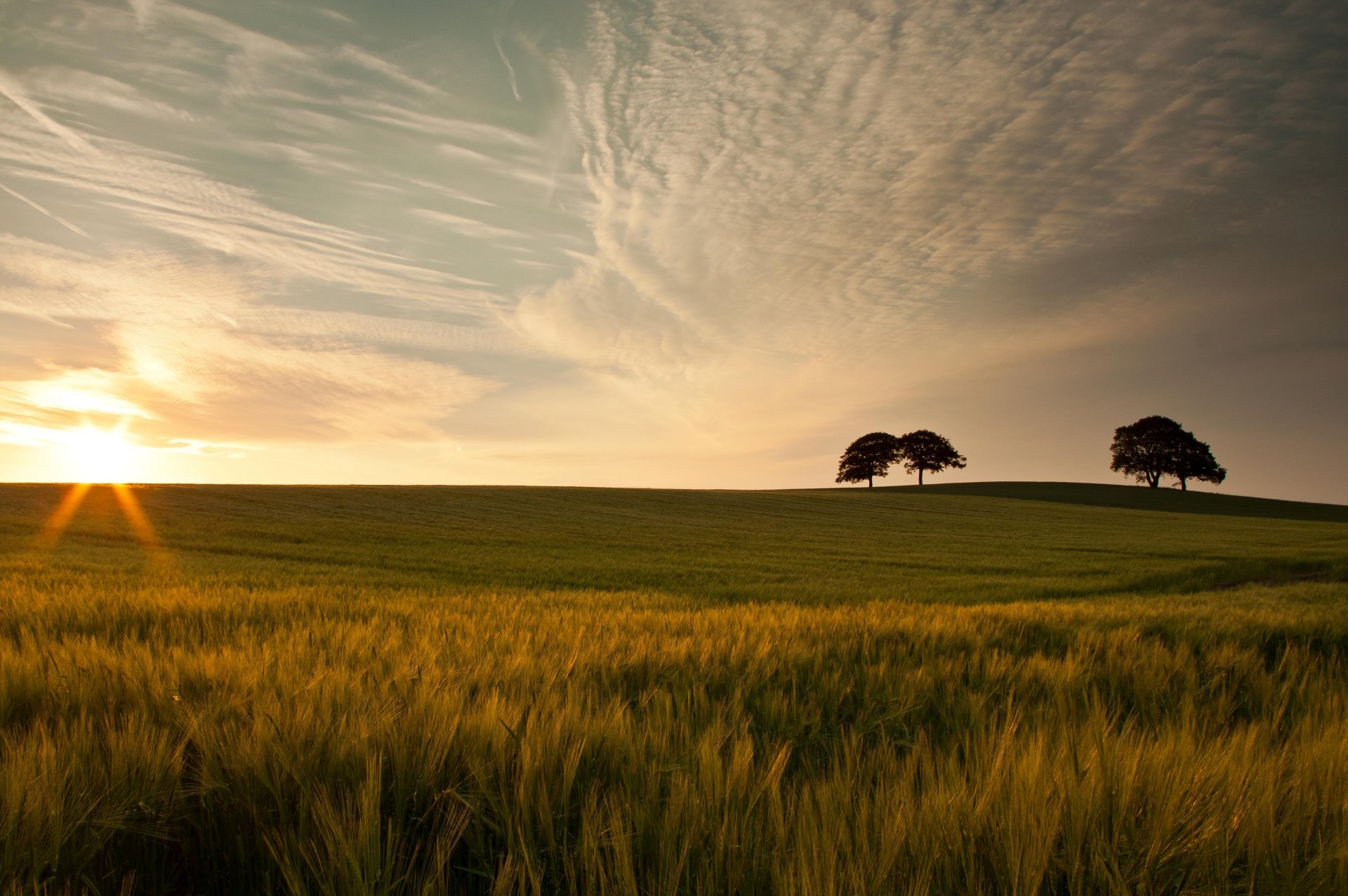 macro nature greenery meadow grass tree trees leaves leaves ears spikelets sky clouds sun background beauty wallpaper widescreen fullscreen widescreen widescreen