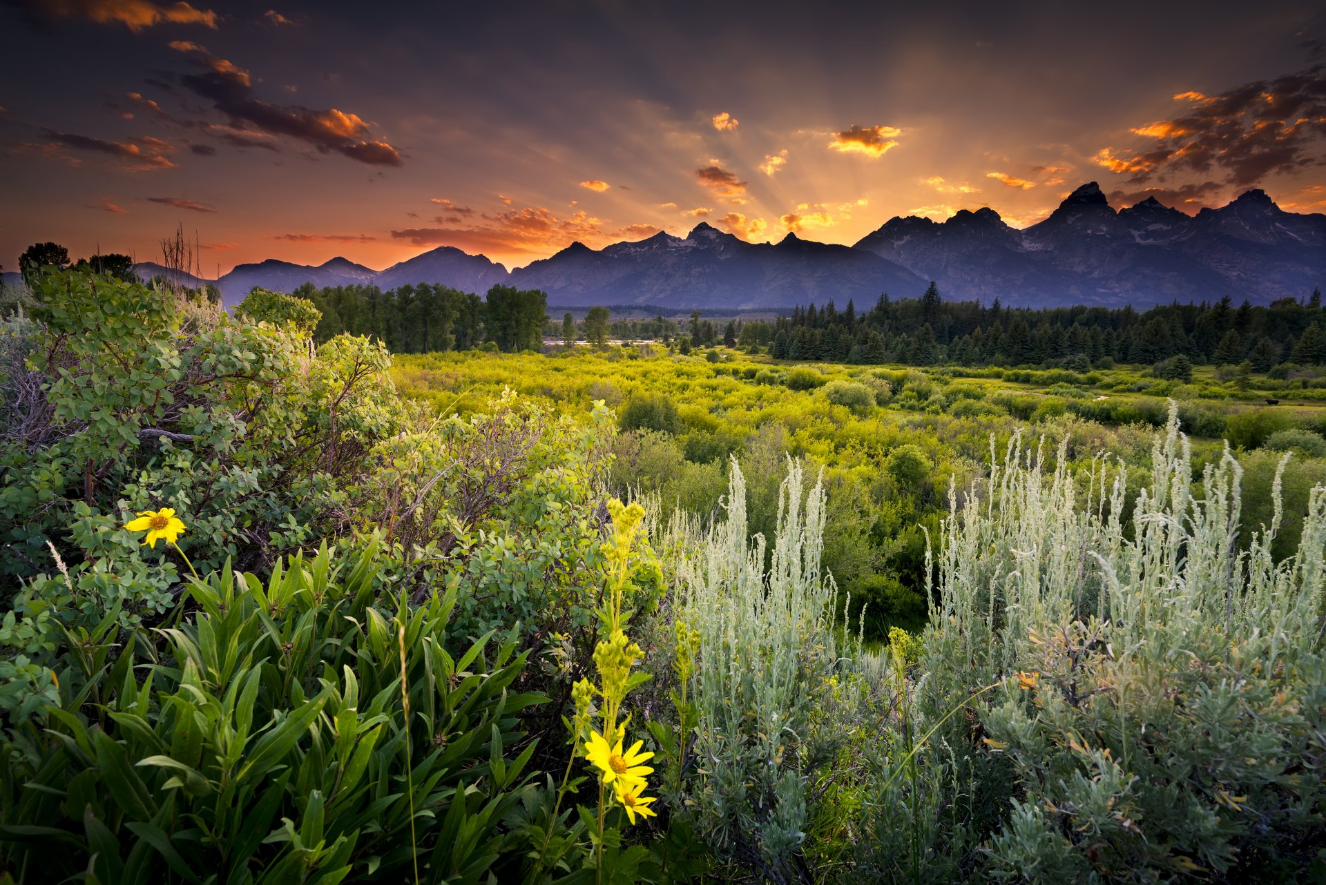 wyoming usa grand teton nationalpark snake river grand teton nationalpark sonnenuntergang wolken abend berge feld blumen grün wald bäume kiefern