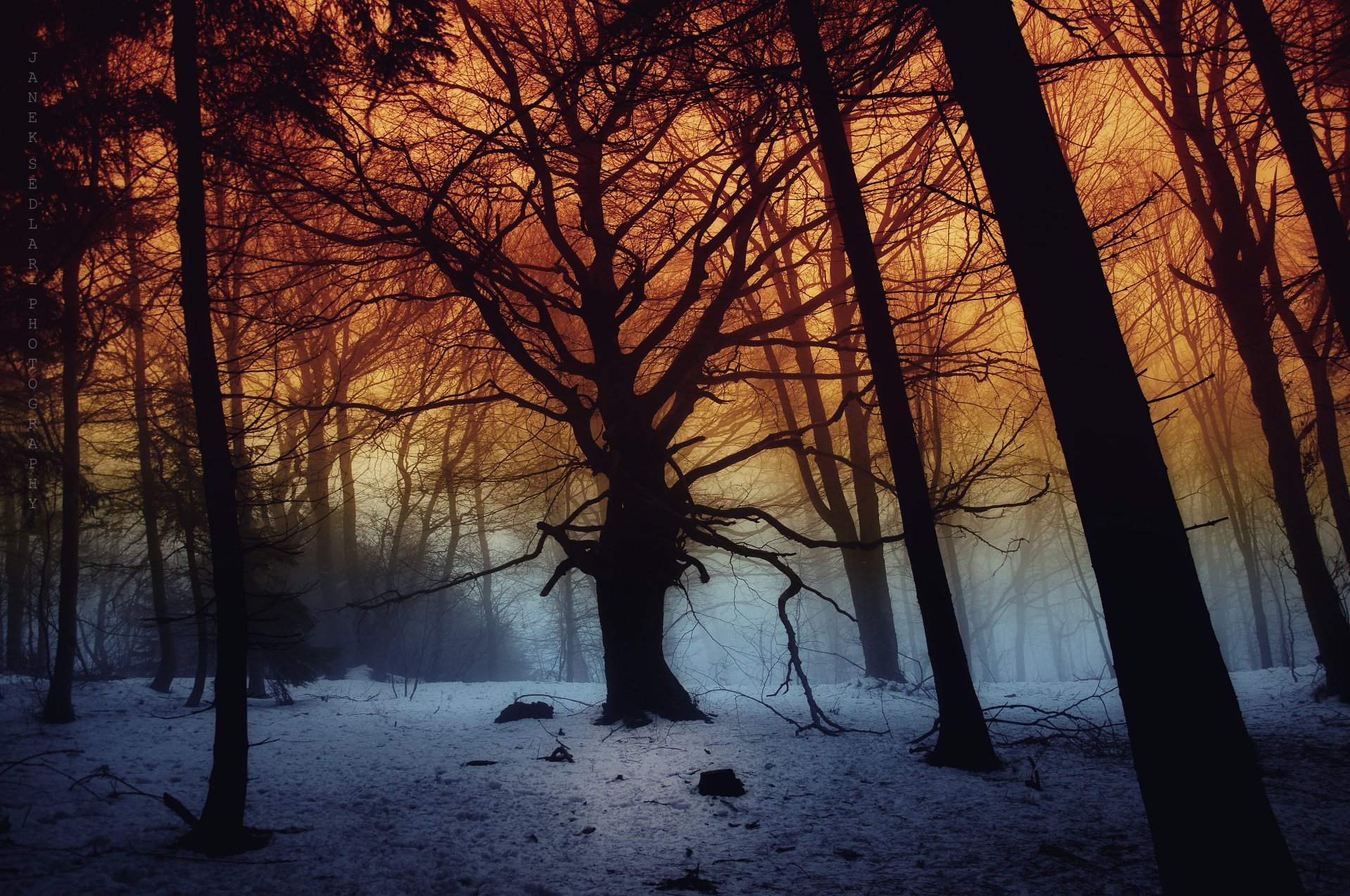 foresta alberi neve scuro