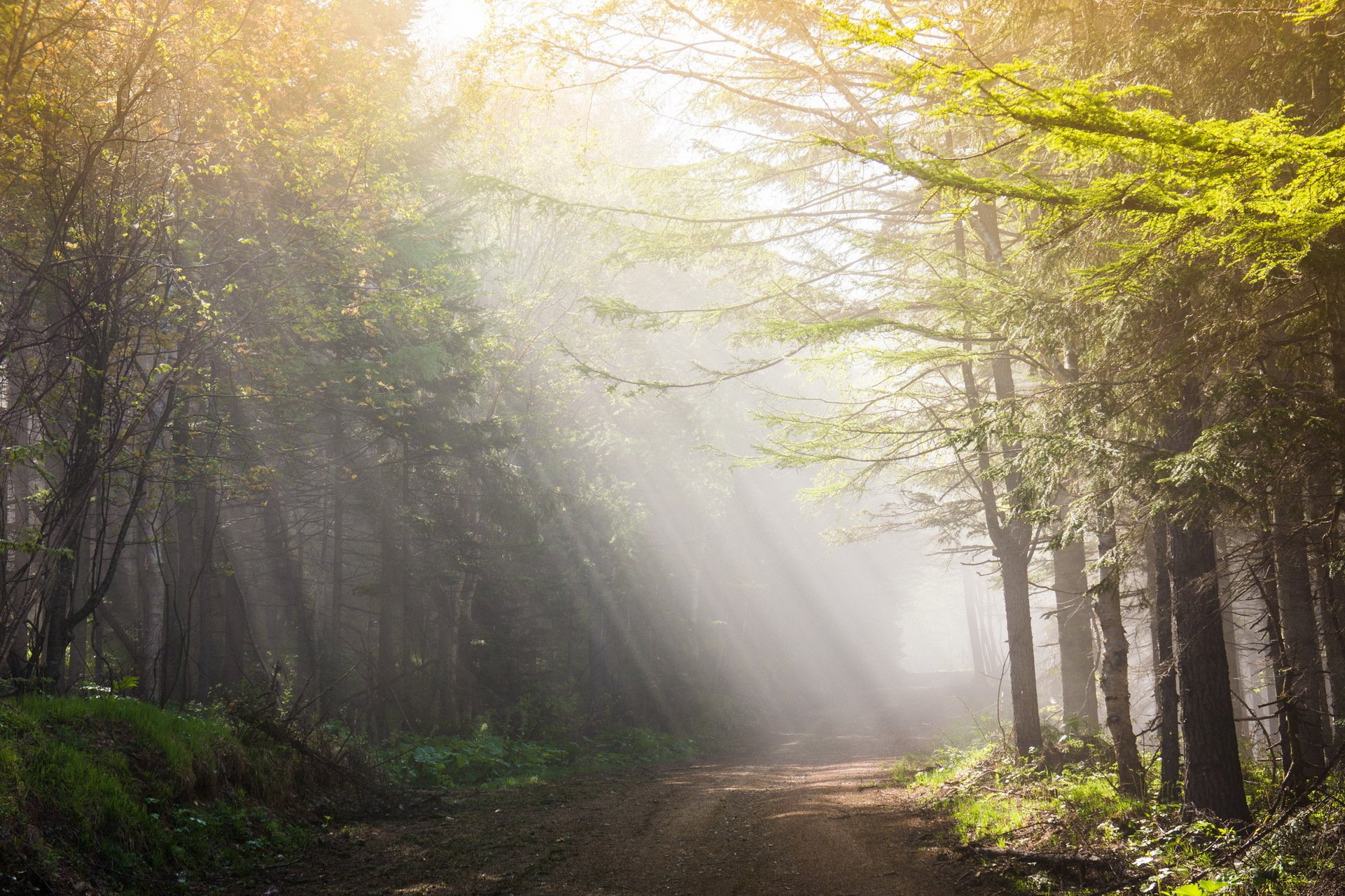 mañana camino luz paisaje