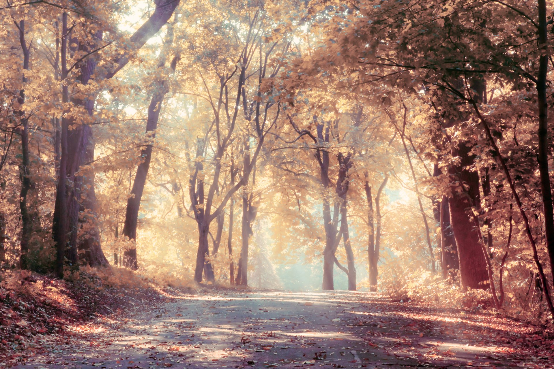 arbres d automne rayons du soleil route feuilles nature paysage belle brouillard forêt chute des feuilles scénique forêts chute des feuilles