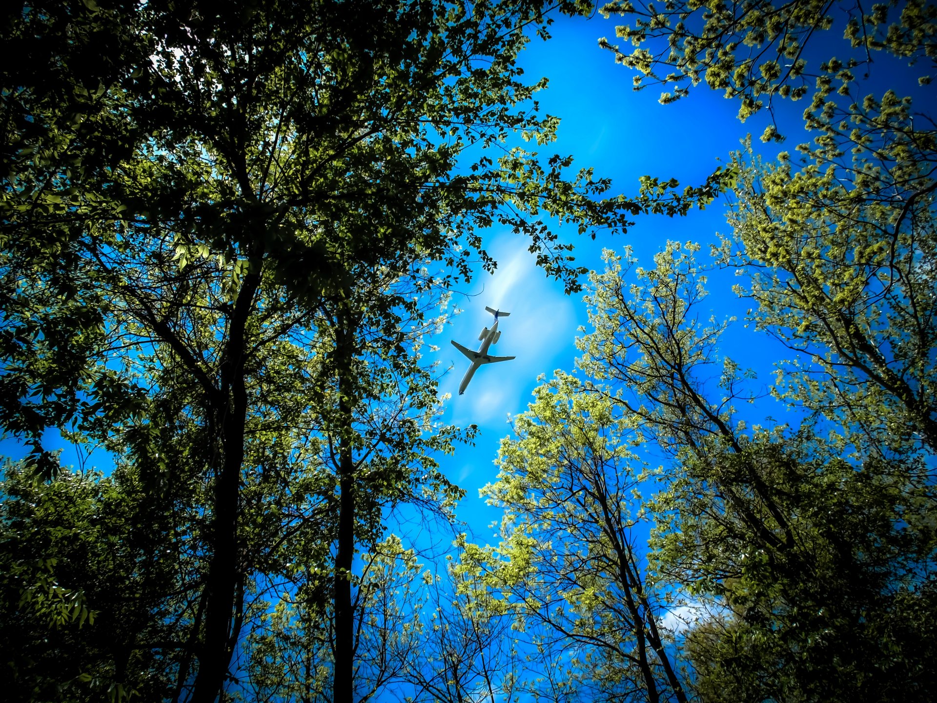 forêt arbres sommets ciel avion