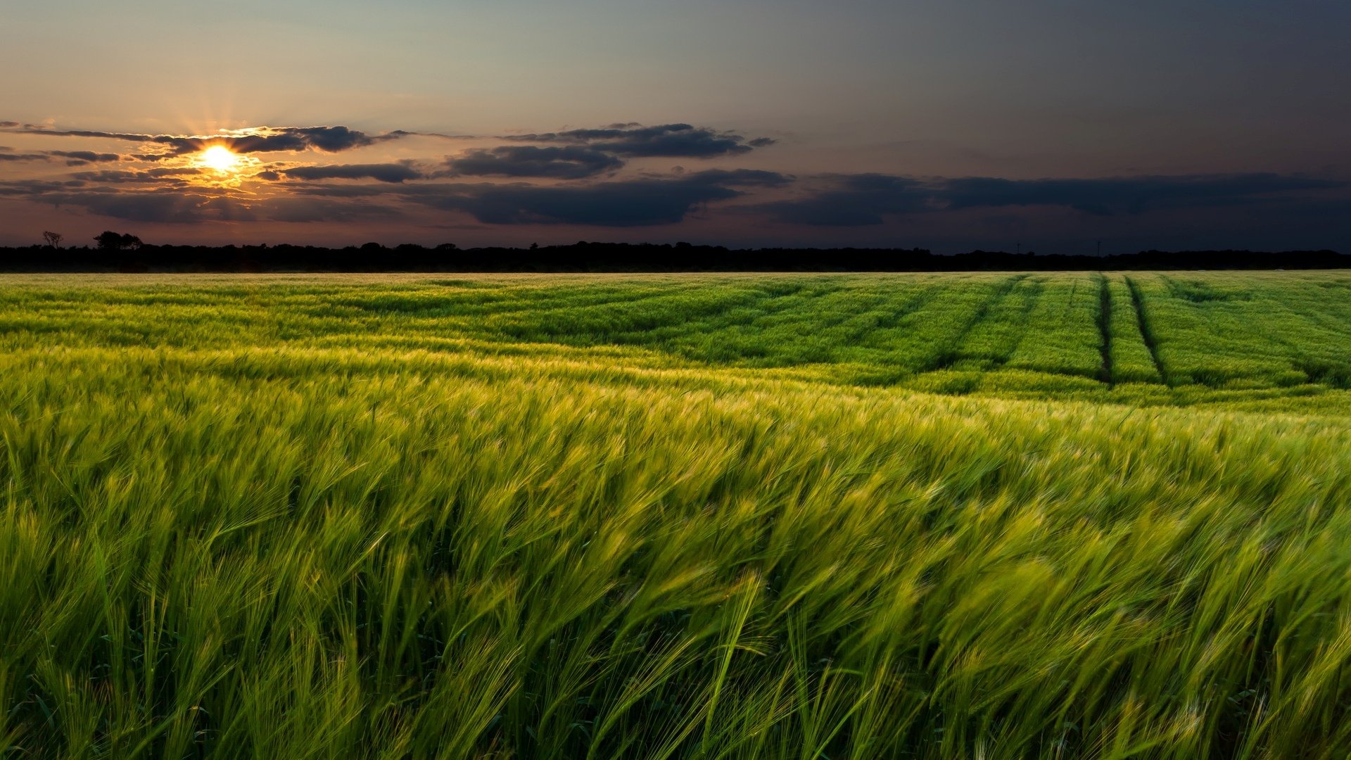 landschaft landschaft natur feld felder grün gras wiese ähren ähren weizen roggen grün sonne sonnenuntergang himmel wolken hintergrund tapete widescreen vollbild widescreen widescreen