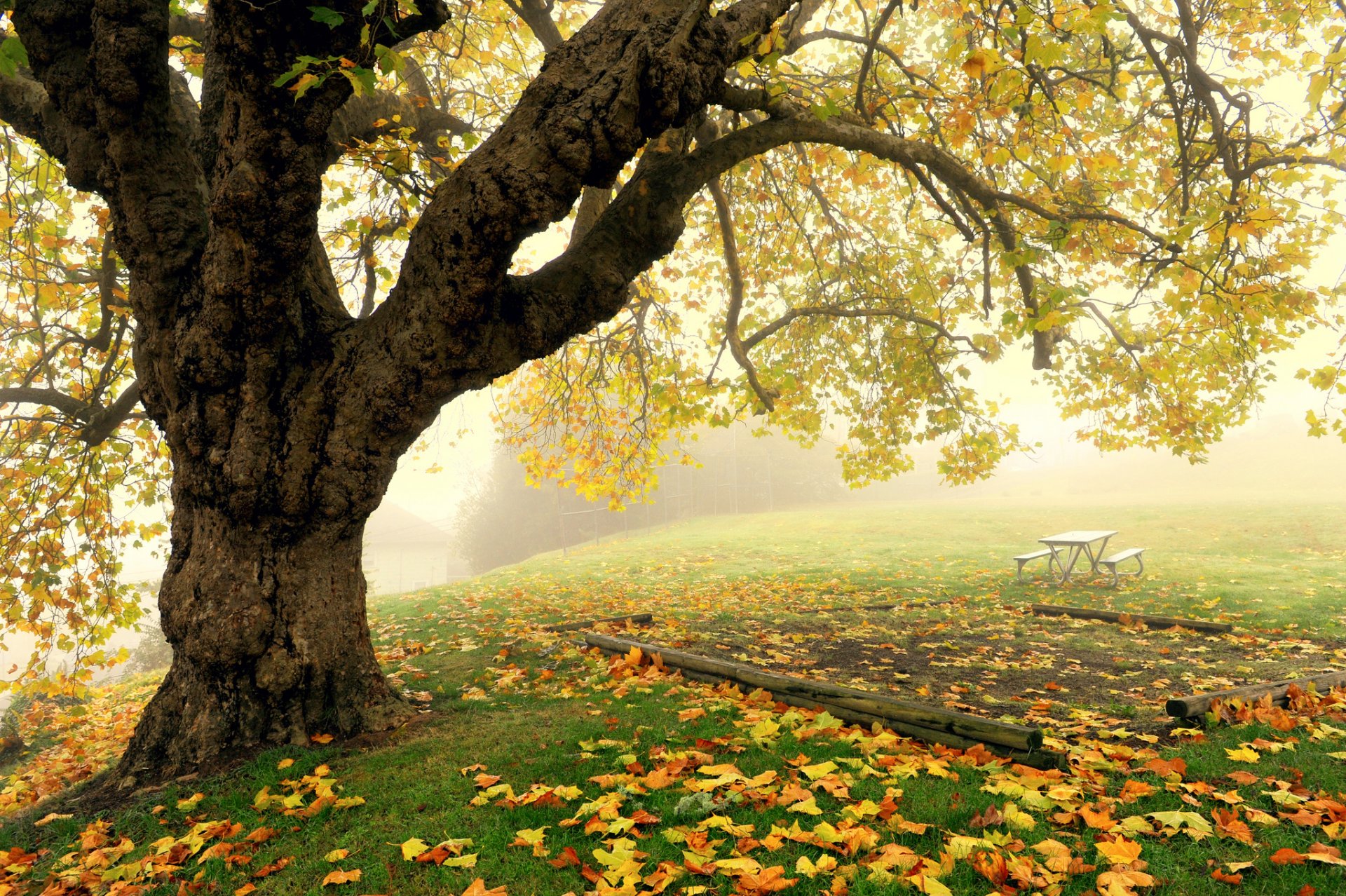 autunno parco albero nebbia