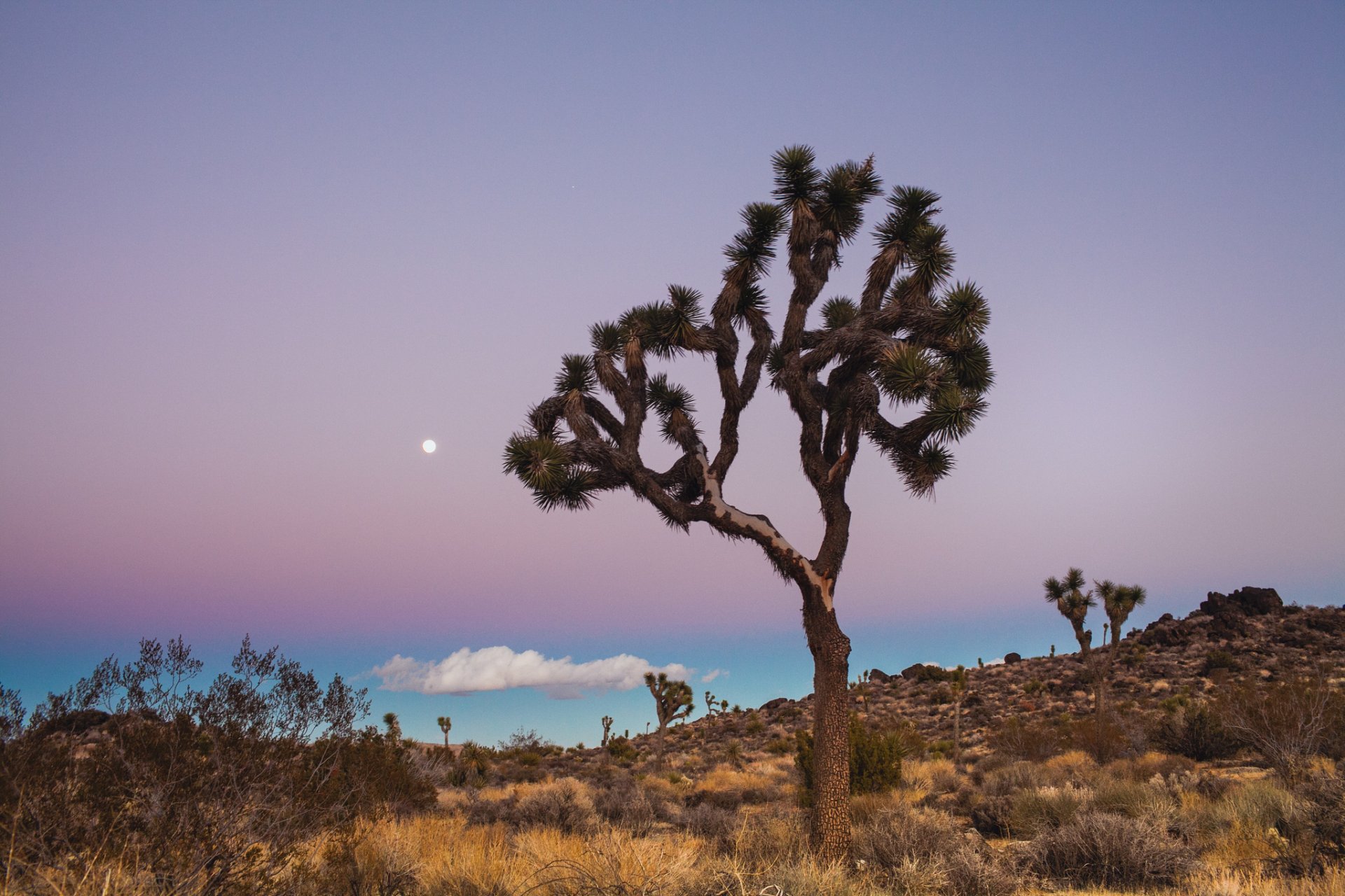 usa kalifornia joshua tree national park park narodowy drzewa niebieski liliowy niebo chmura księżyc