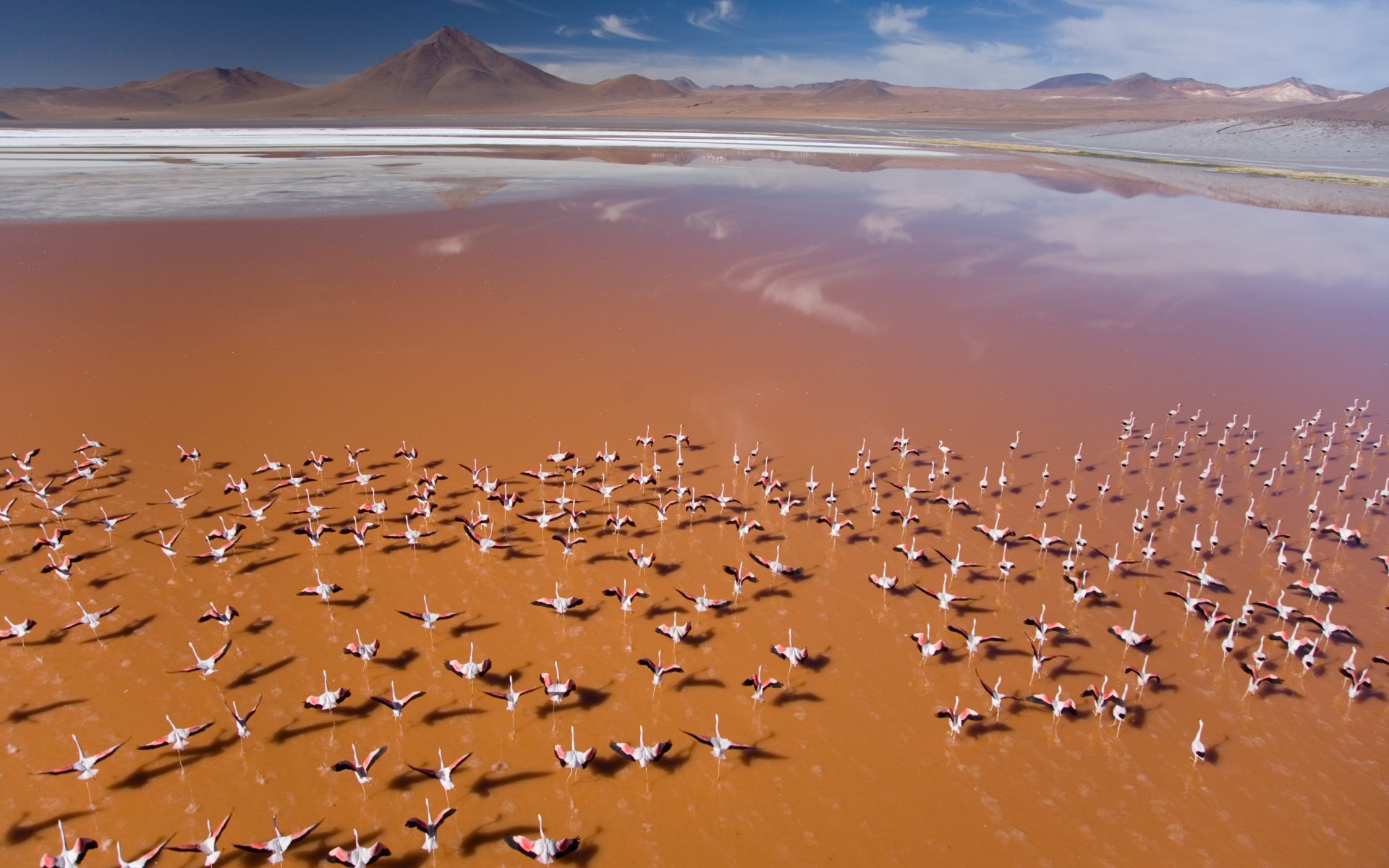 flamencos naturaleza ancho de cinta aves naranja montaña cielo azul agua salvajismo