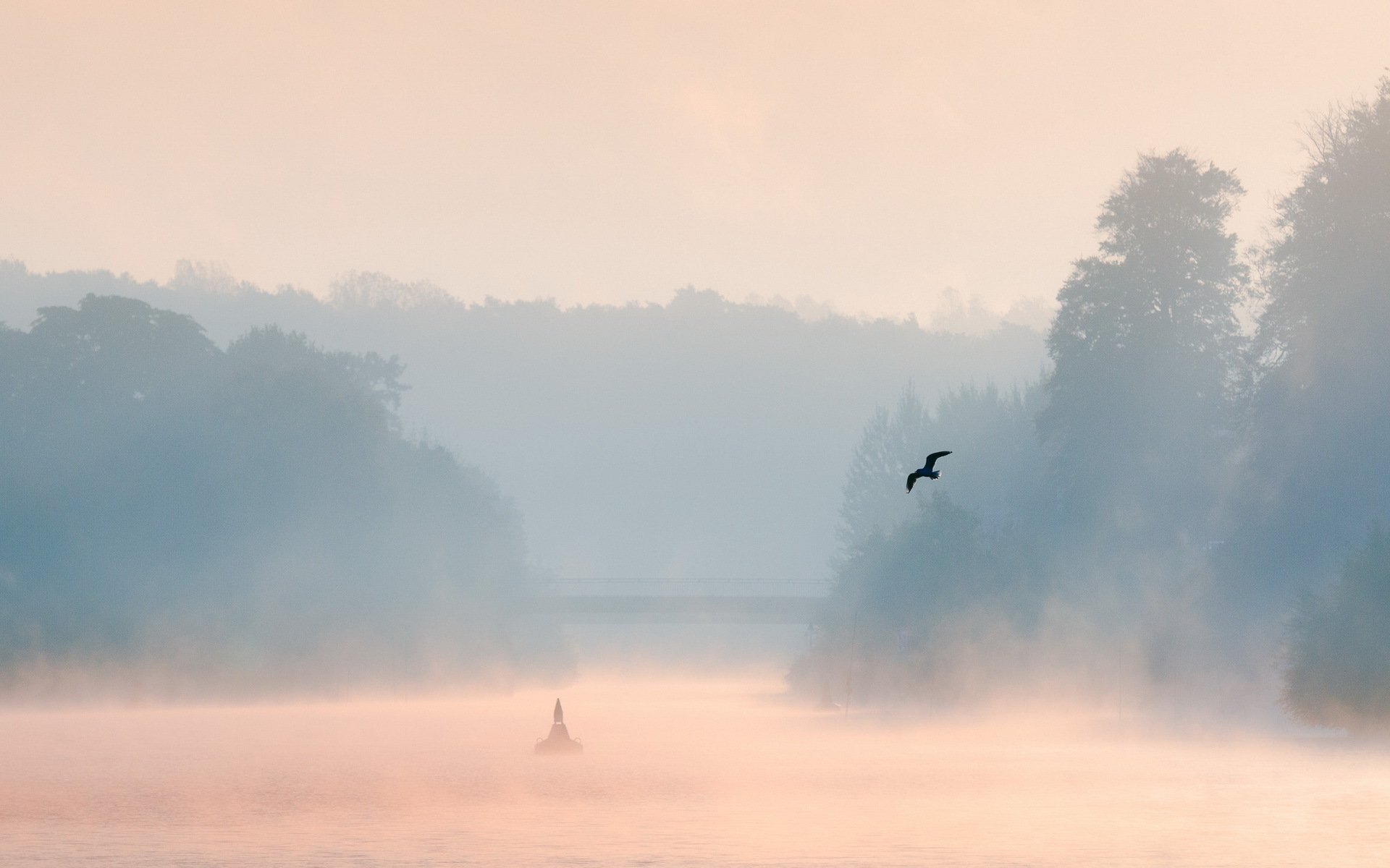 matin lac brouillard oiseau paysage