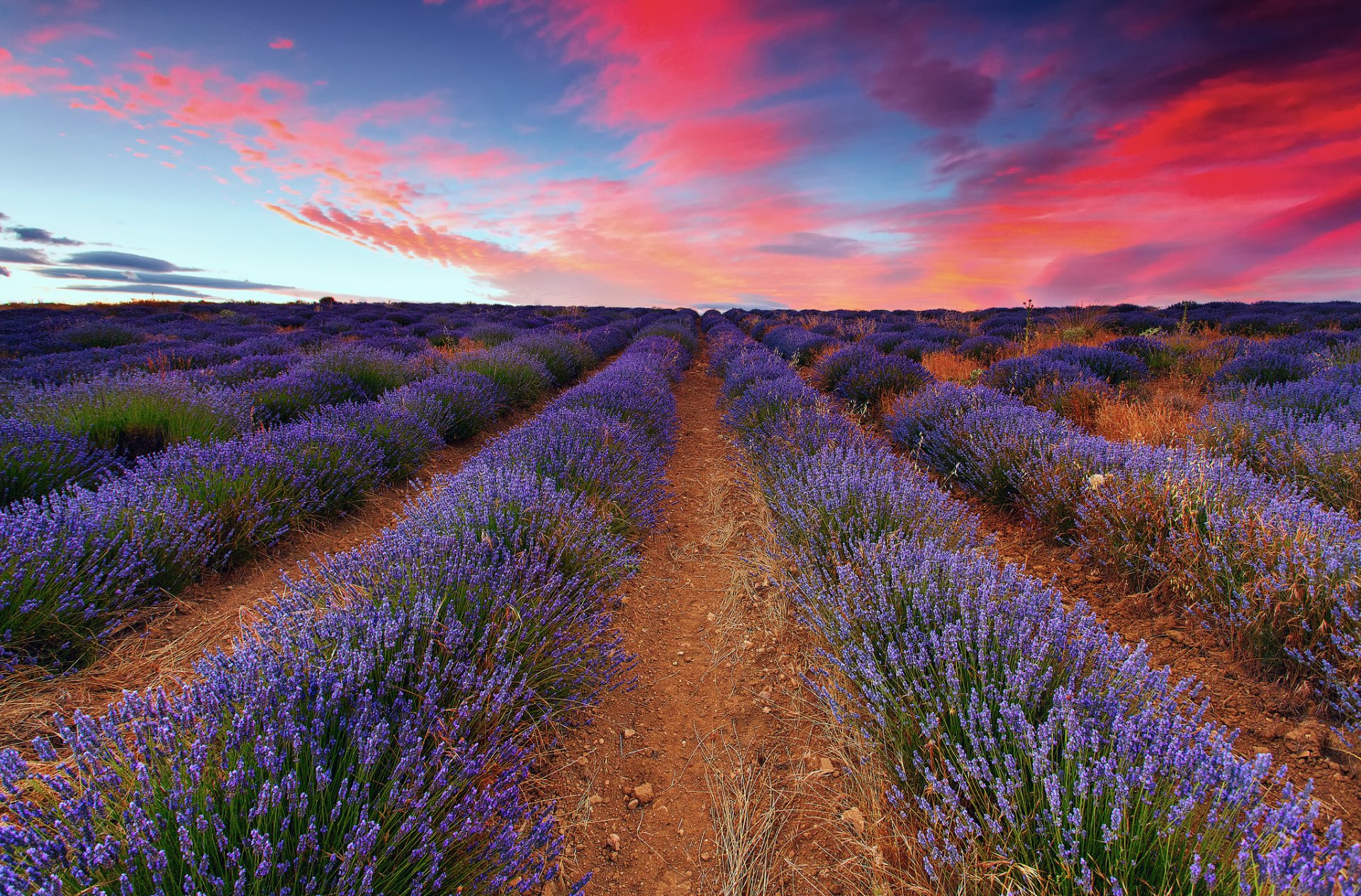 feld lavendel himmel wolken sonnenuntergang