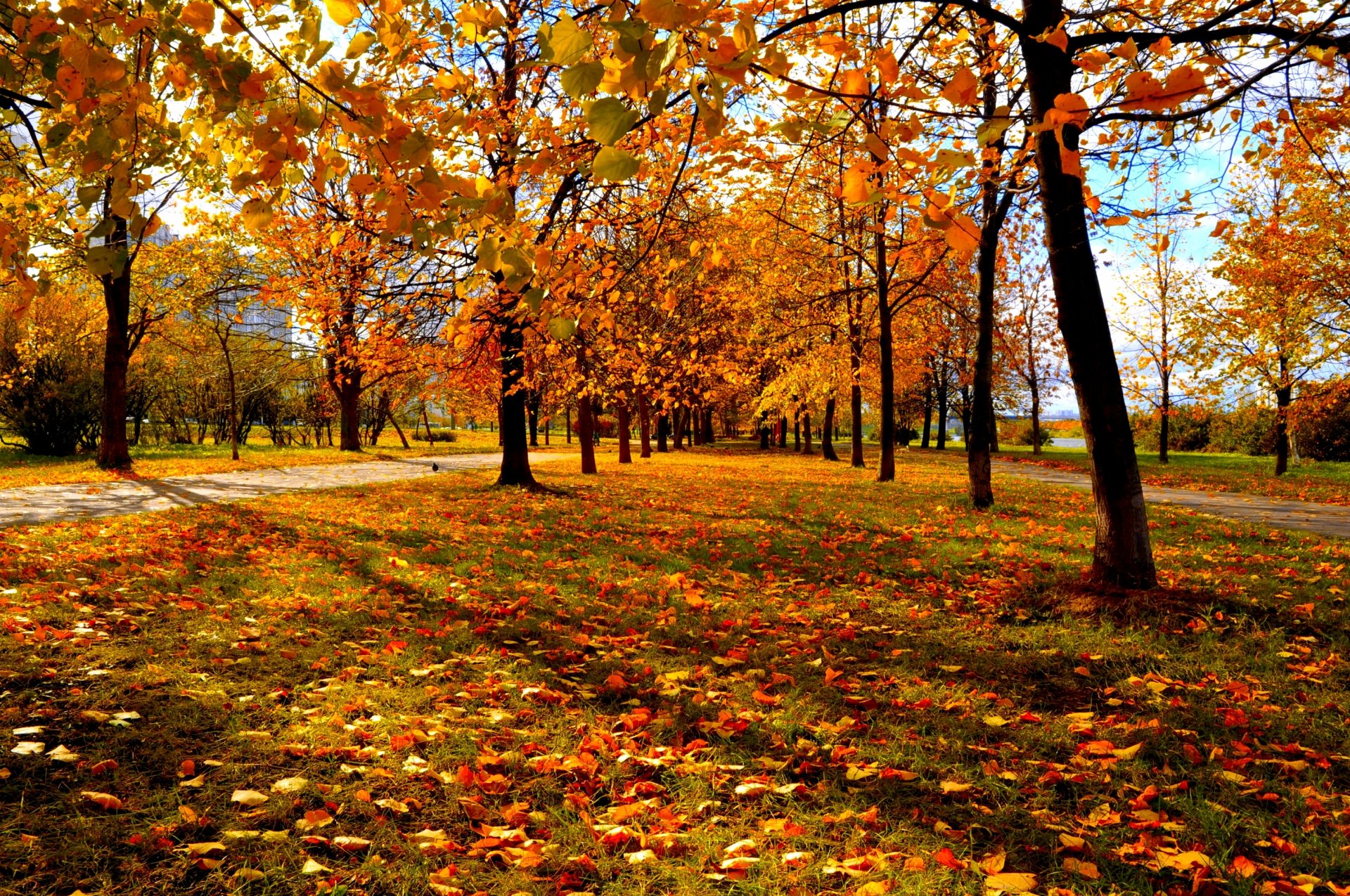 autunno parco urbano alberi foglie rosse e gialle