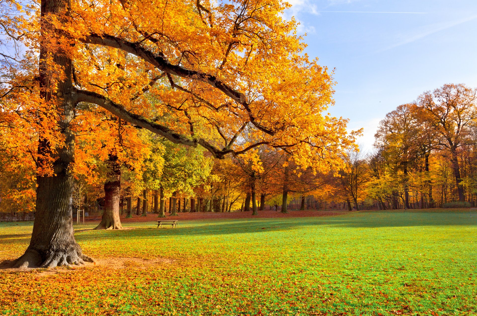 landscape nature autumn trees park grass leaves yellow bench bench bench