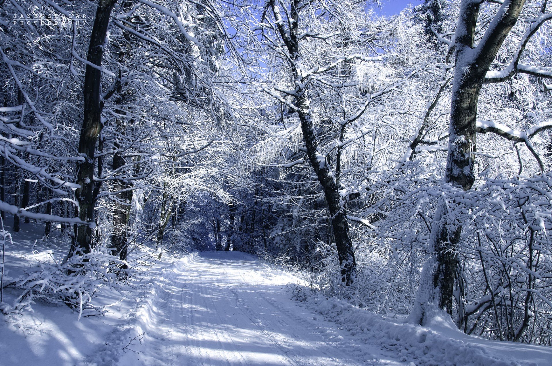 janek sedlar autor paisaje invierno nieve frío árboles carretera