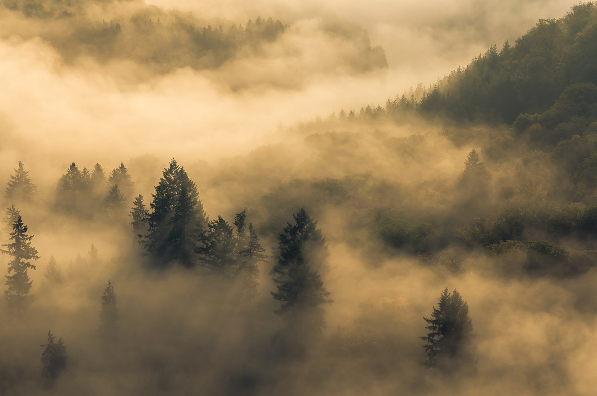 mattina nebbia foresta