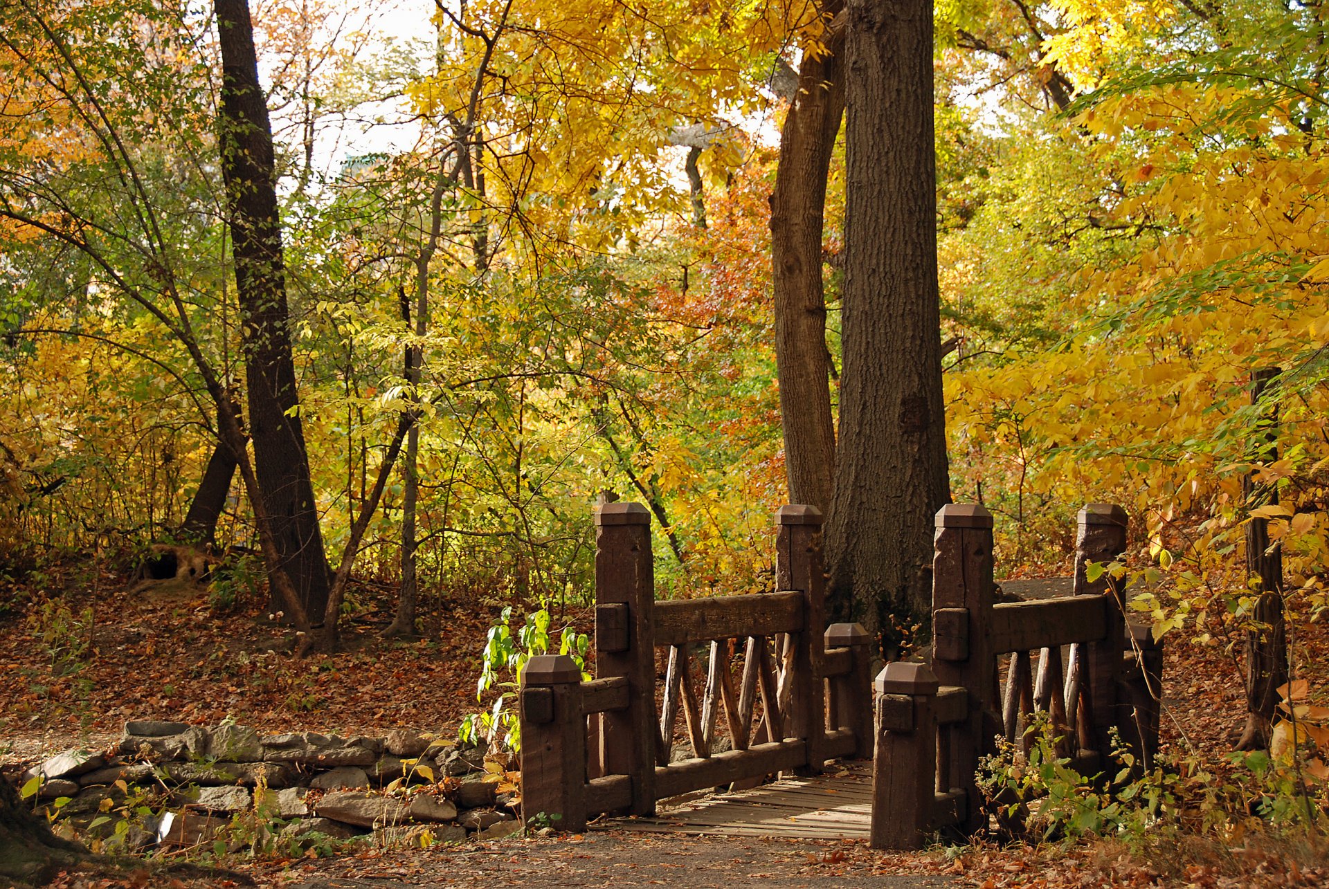 autunno parco ponte paesaggio natura albero ridimensionamento