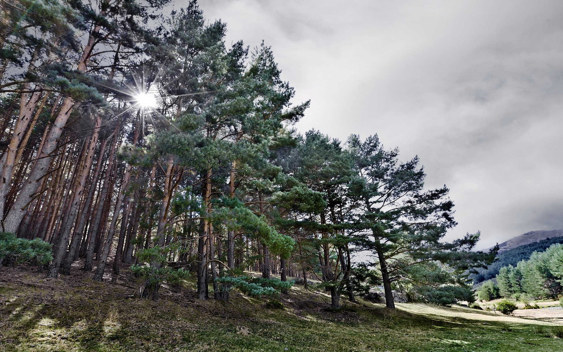 alberi campo estate natura foresta paesaggio