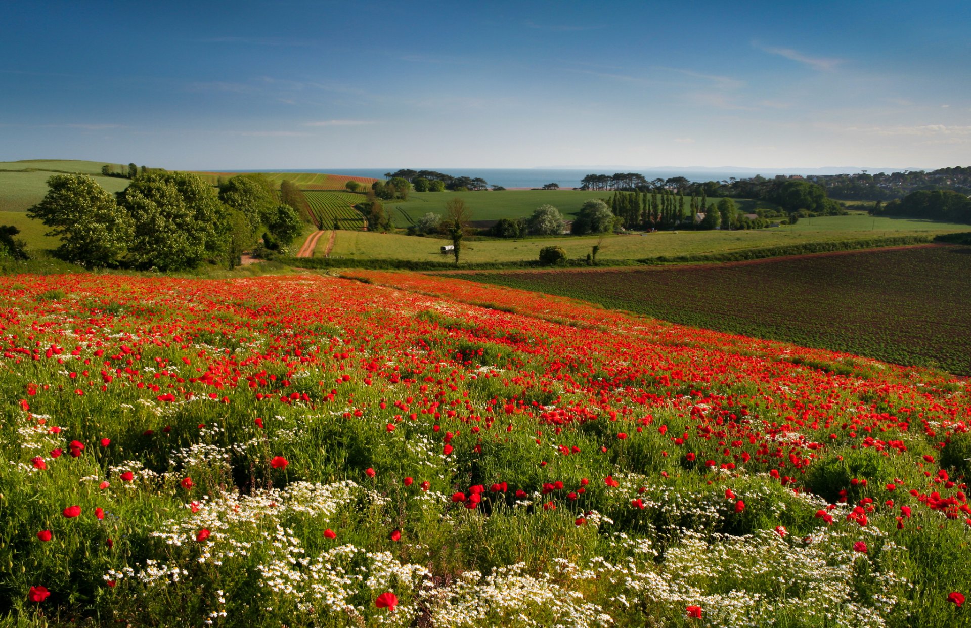 budleigh salterton англия луг цветы маки ромашки деревья поля