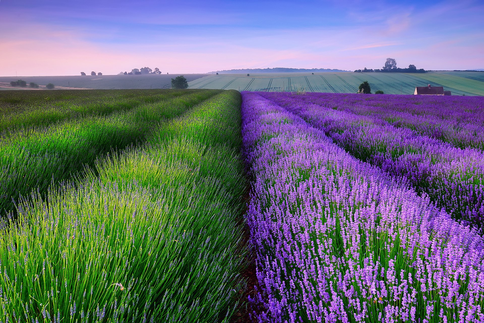 inghilterra estate sera tramonto campo lavanda casa