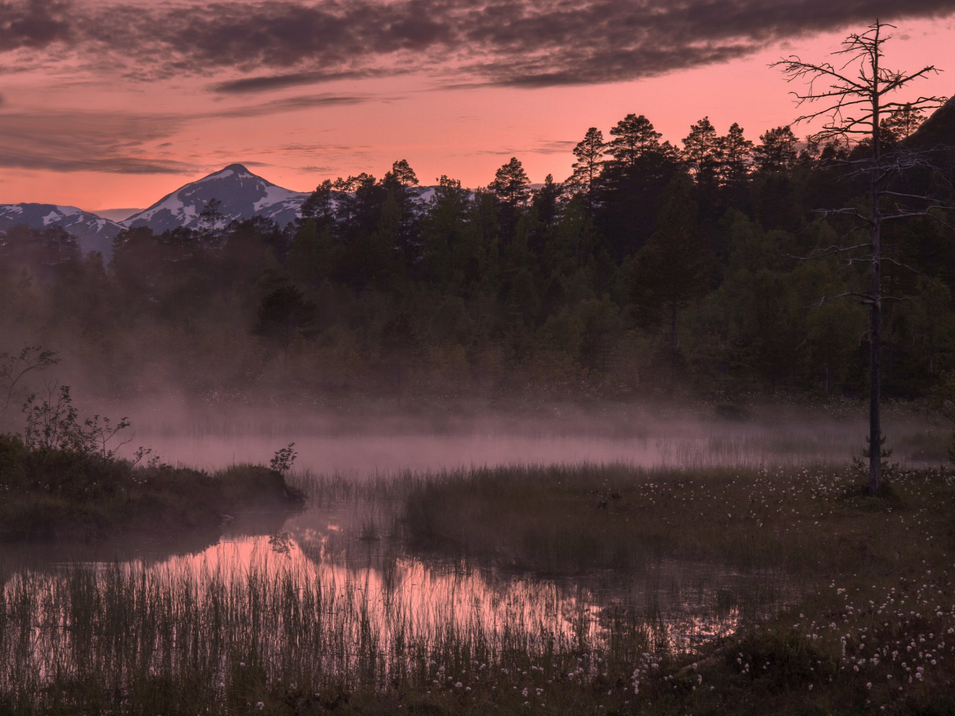 norvège forêt arbres montagnes matin brouillard lever du soleil