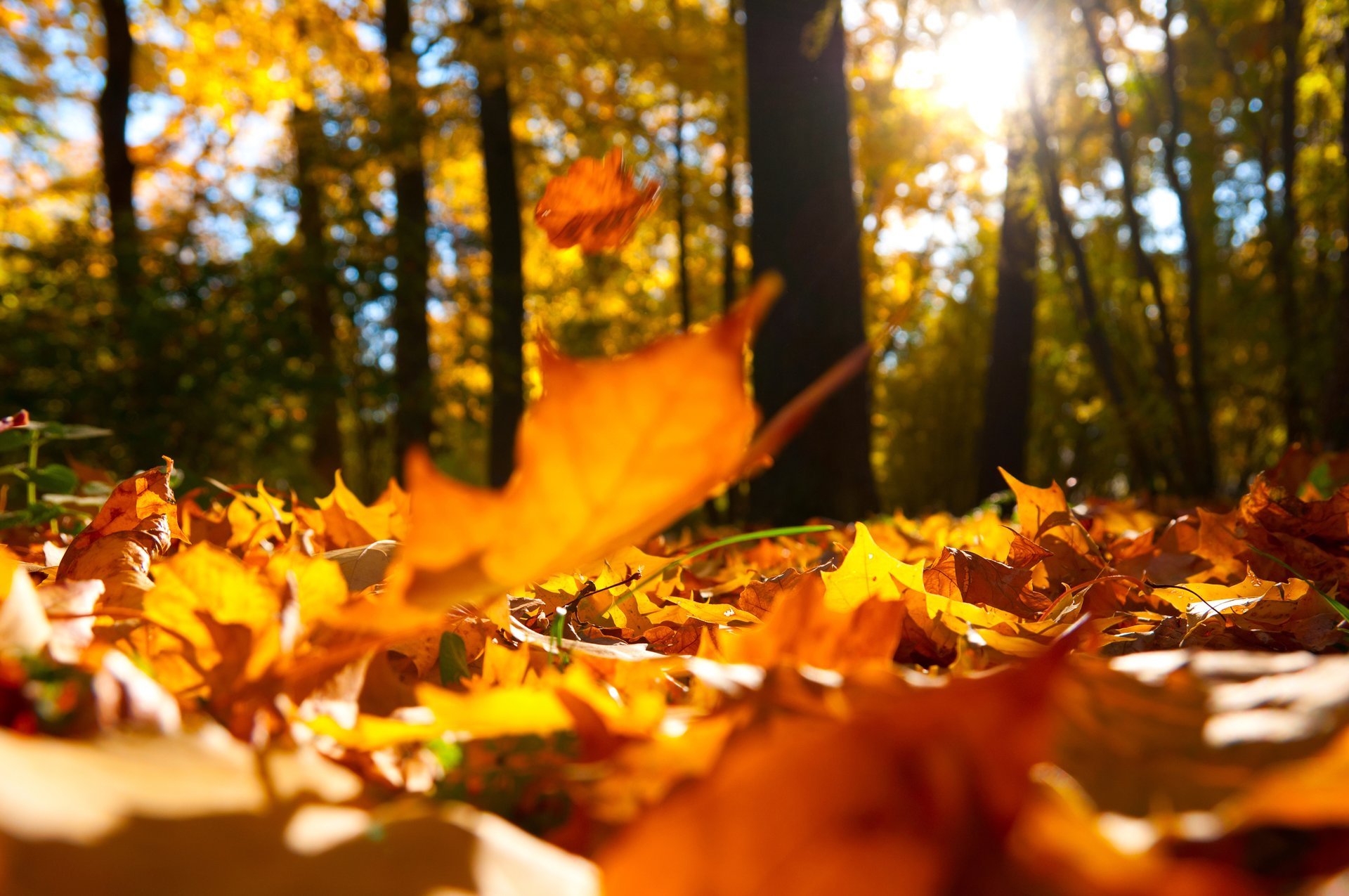 herbstbäume natur landschaft wald fallende eiche gelbe blätter makro schön fallende eiche gelbe blätter landschaftlich makro