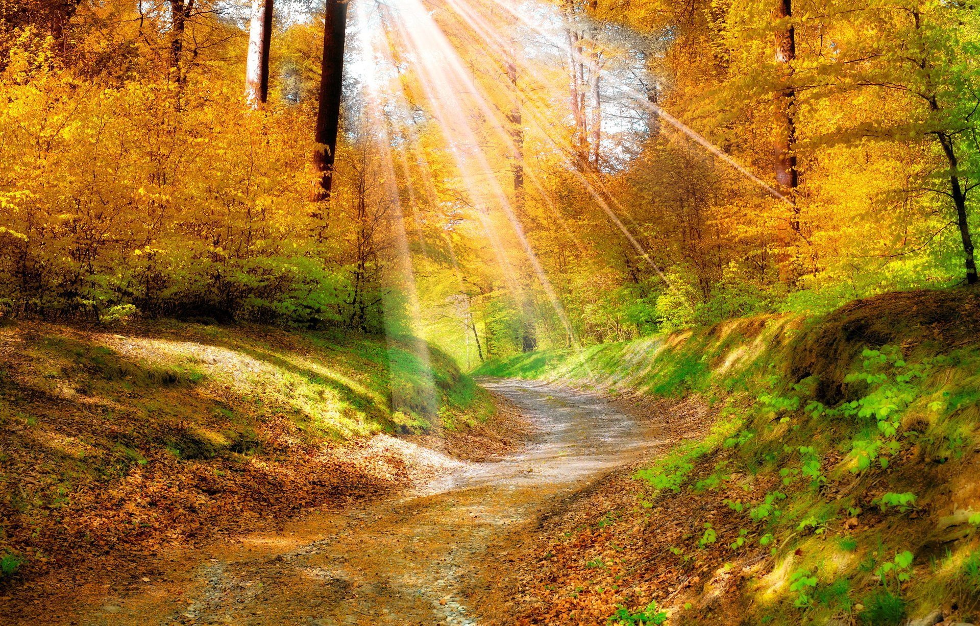 paysage nature automne doré feuilles jaune. forêt arbres passerelle rayons du soleil