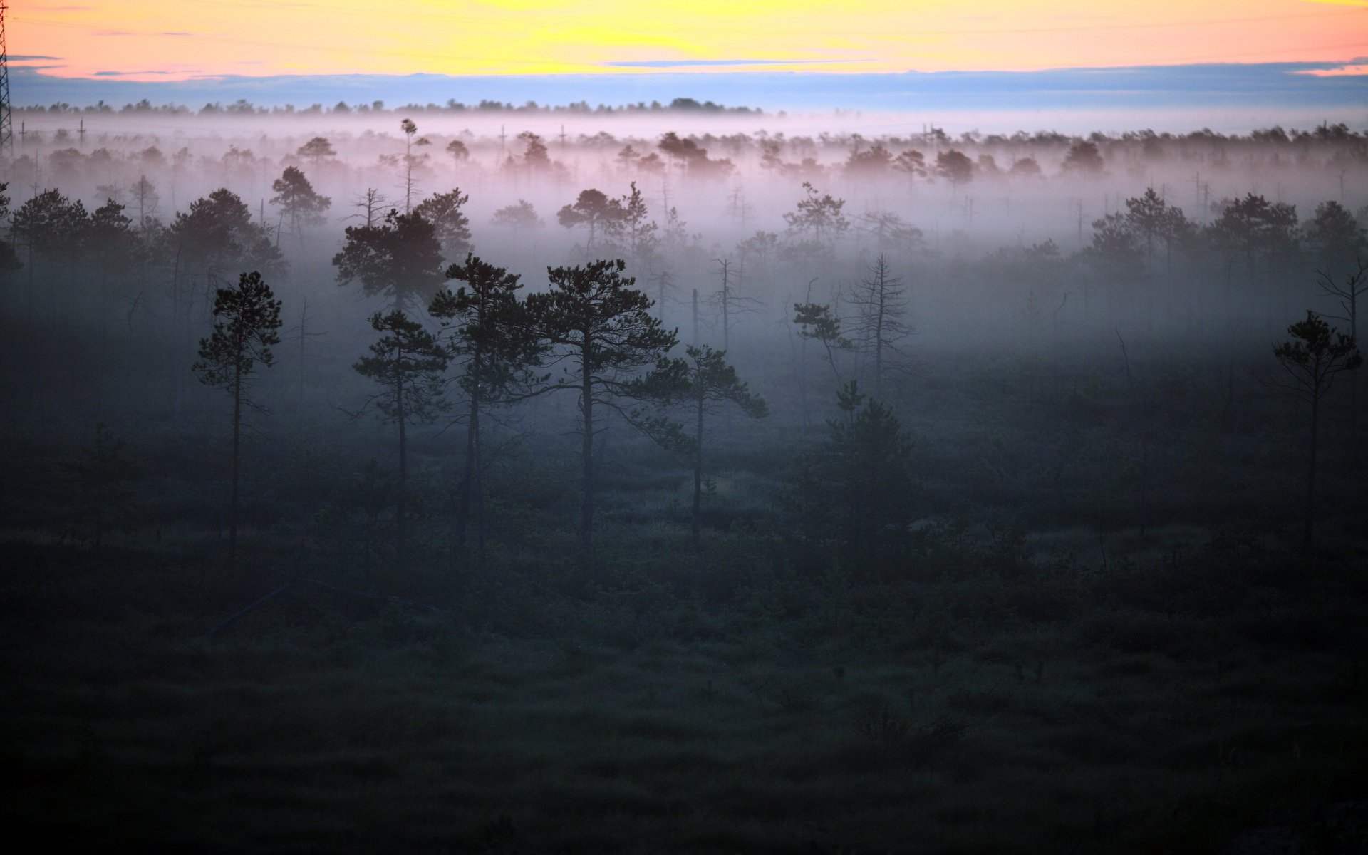 mattina nebbia foresta paesaggio