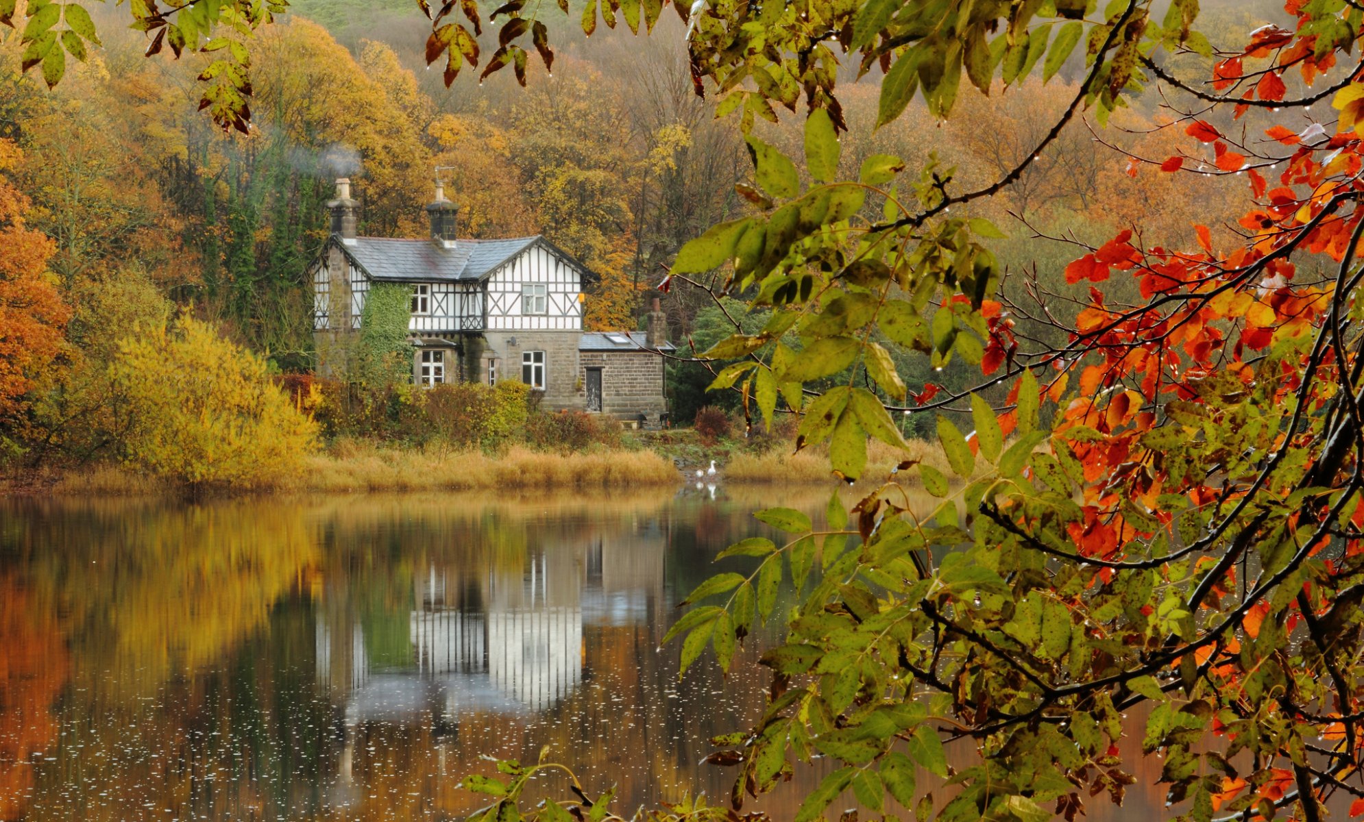 herbst wald haus see zweige nach dem regen