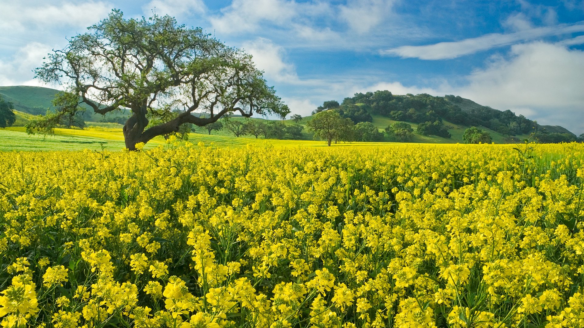 campo árbol flores colza