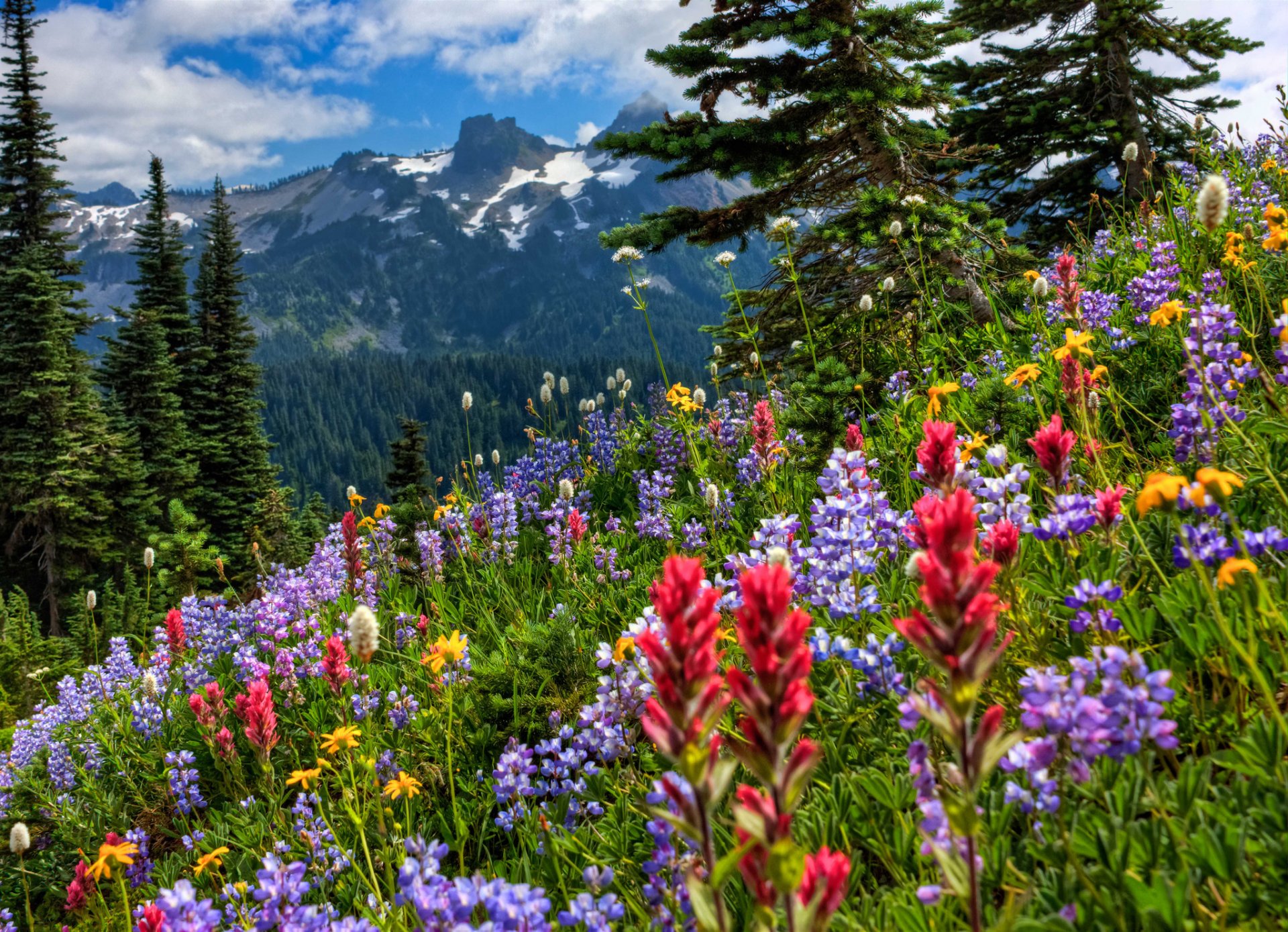 monte rainier montañas prado flores