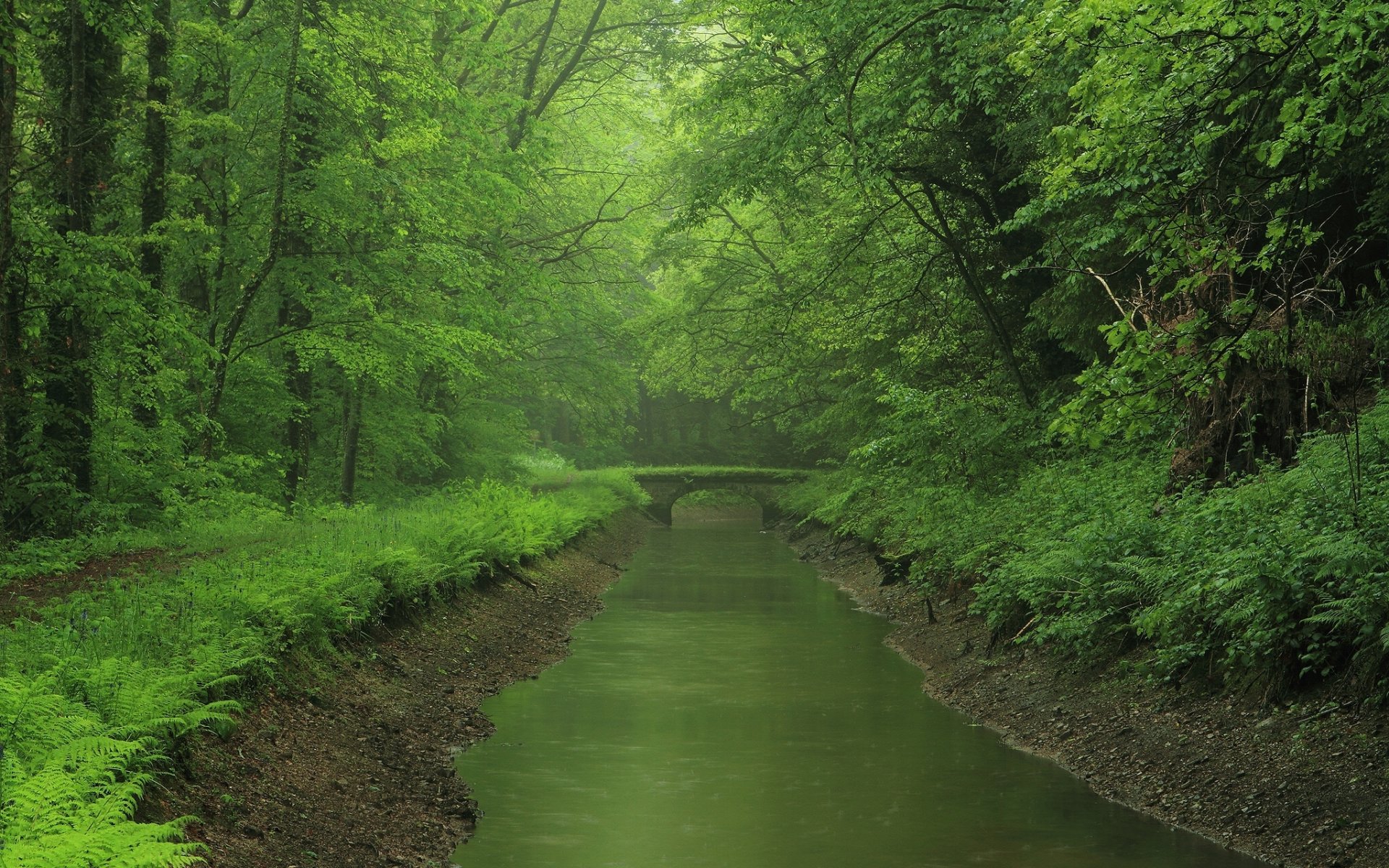 río bosque puente