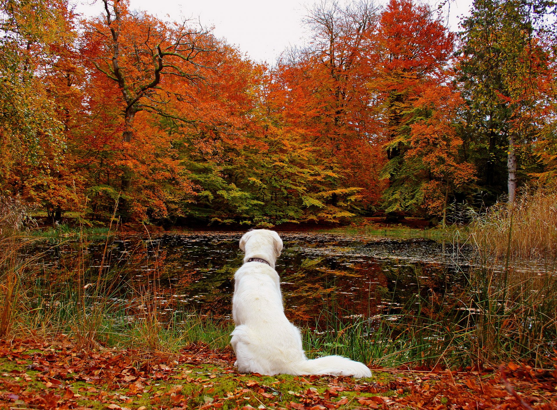 autumn forest leaves lake dog nature