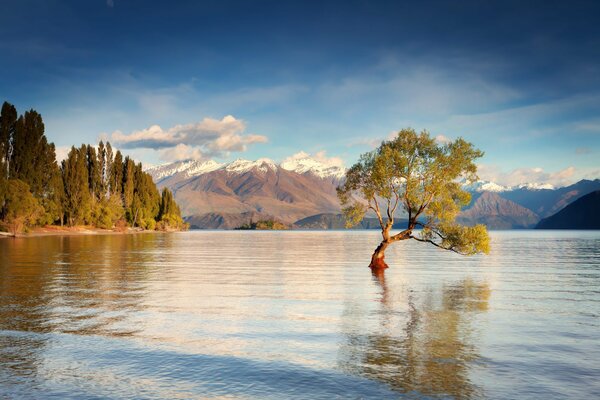 Утренняя водная гладь и дерево посреди озера Унака в Новой Зеландии