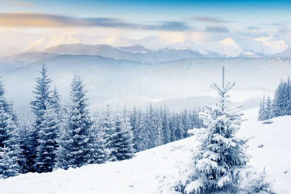 Foresta di abeti nella neve sulle colline