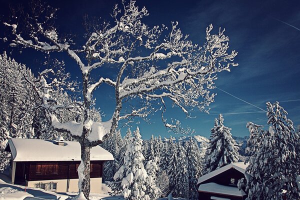 La natura della Svizzera invernale e la casa nella foresta